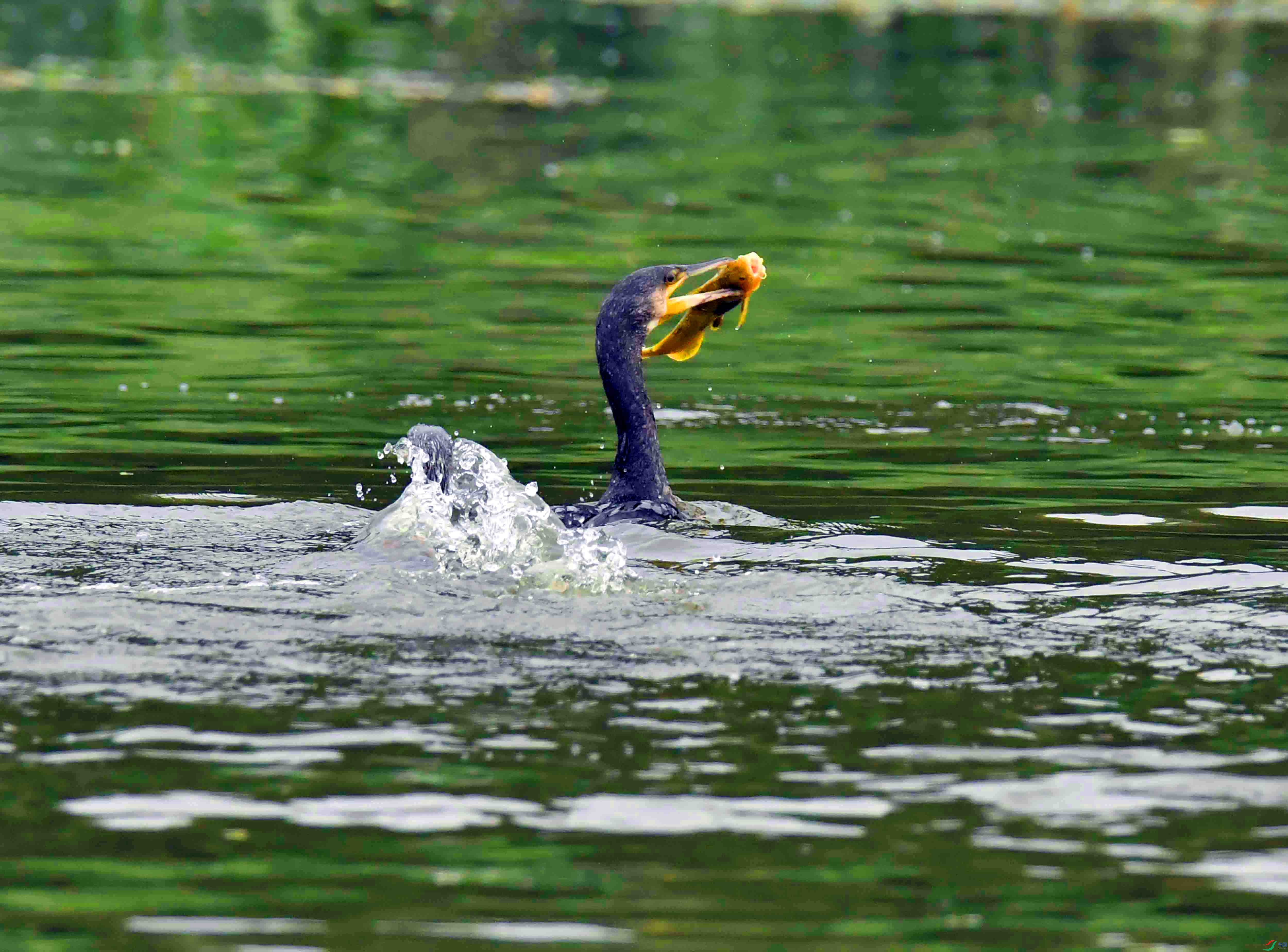 DSC_7201.JPG