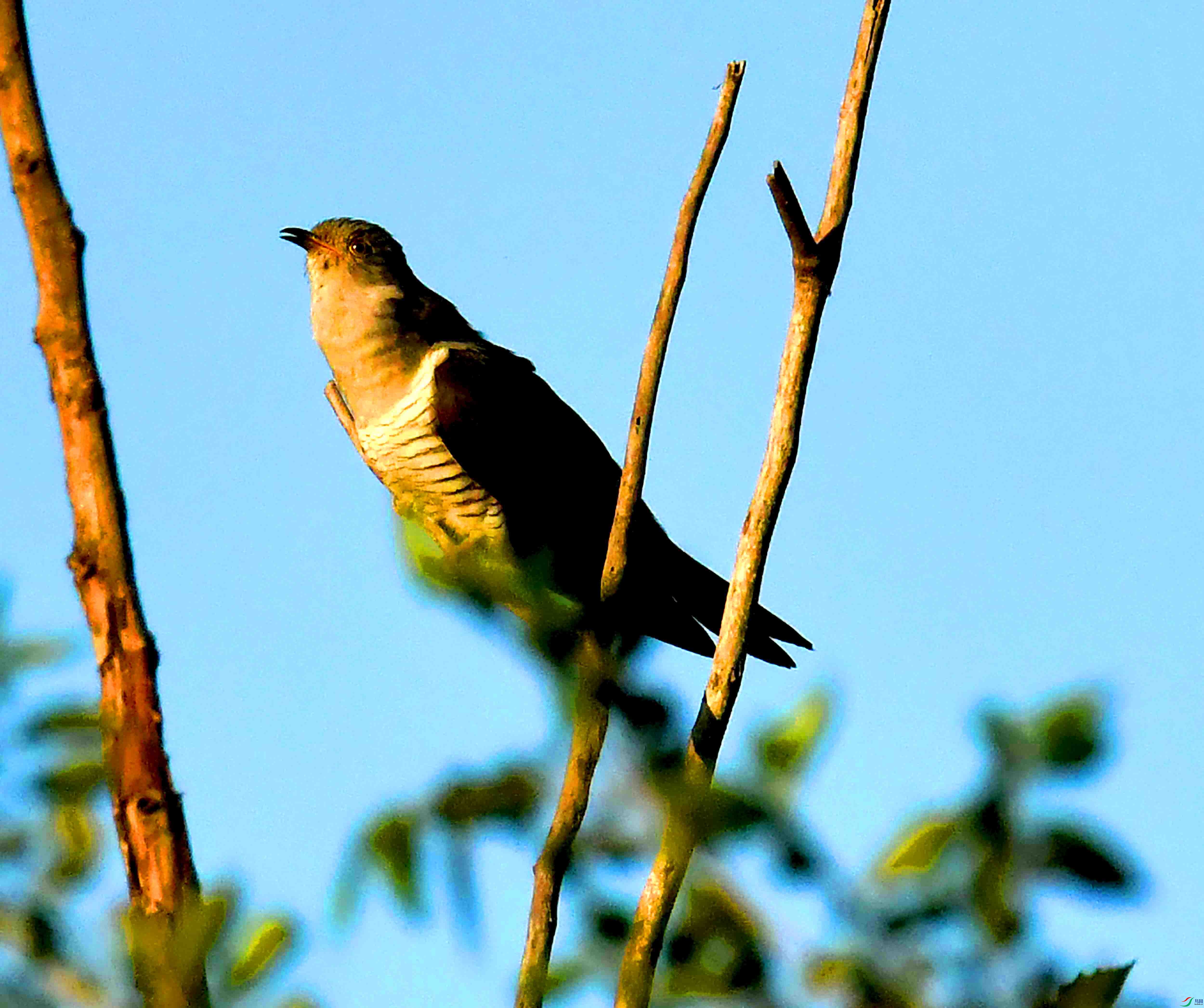 DSC_1054.JPG