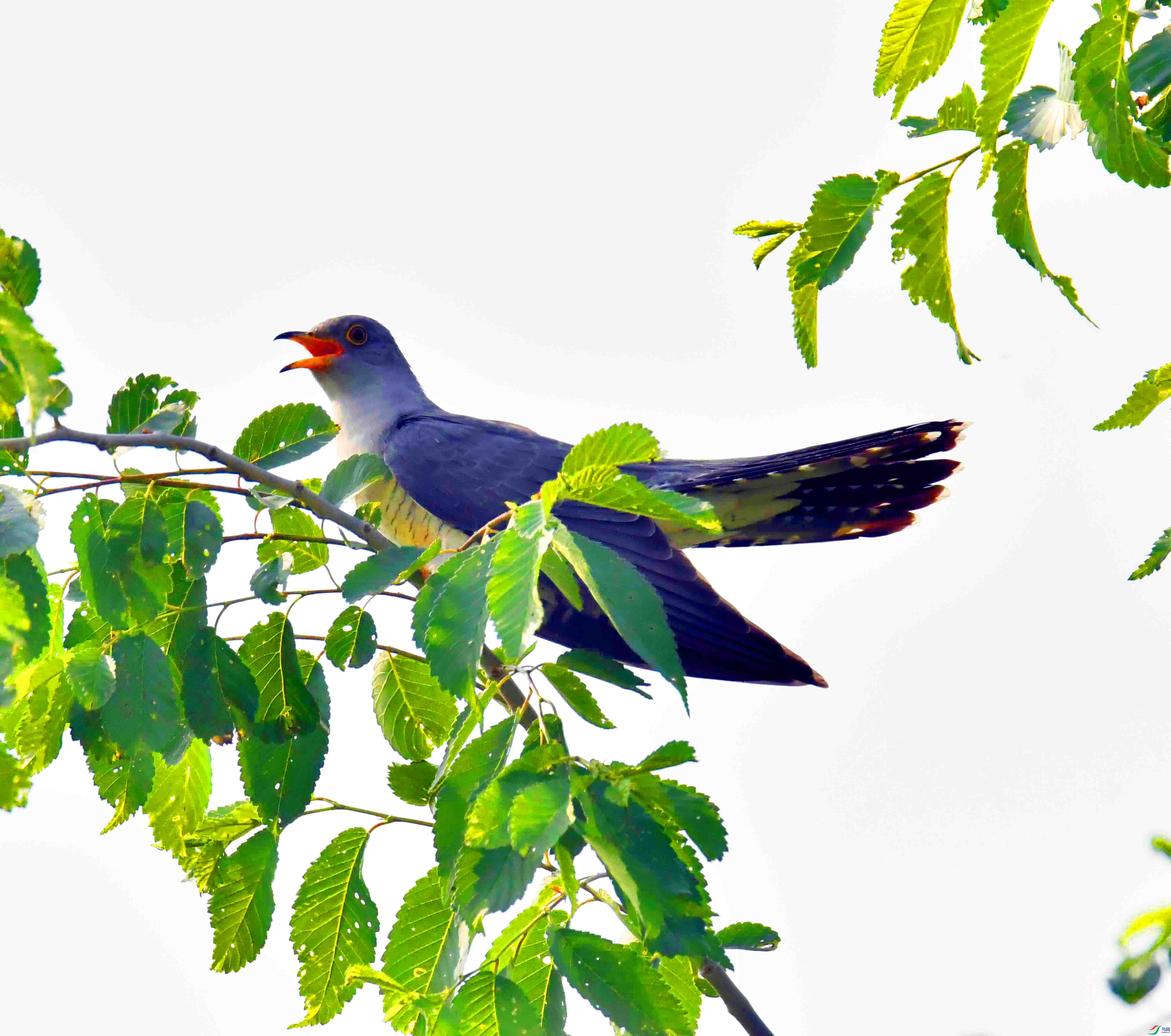 DSC_1954.JPG