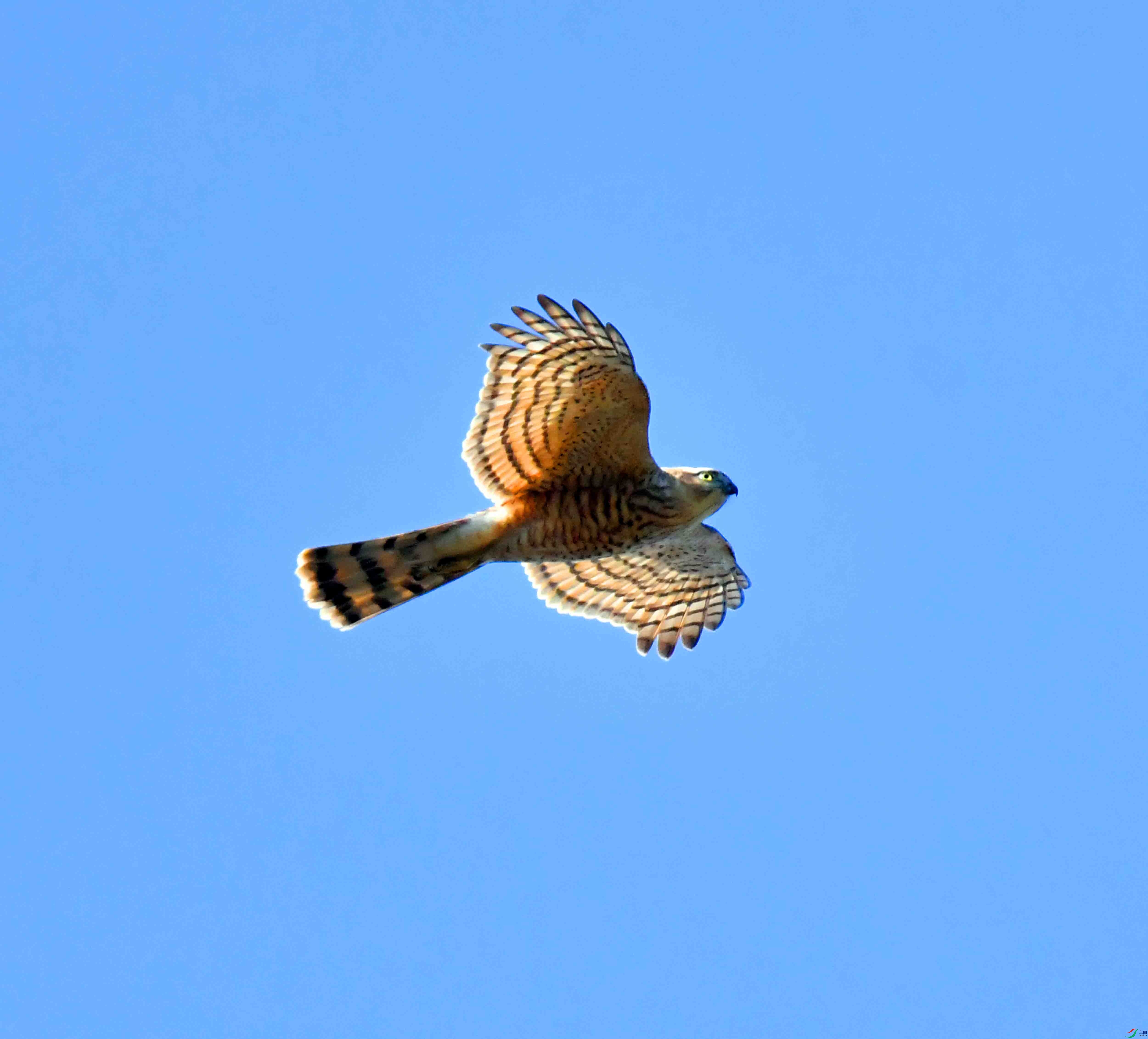 DSC_2597.JPG