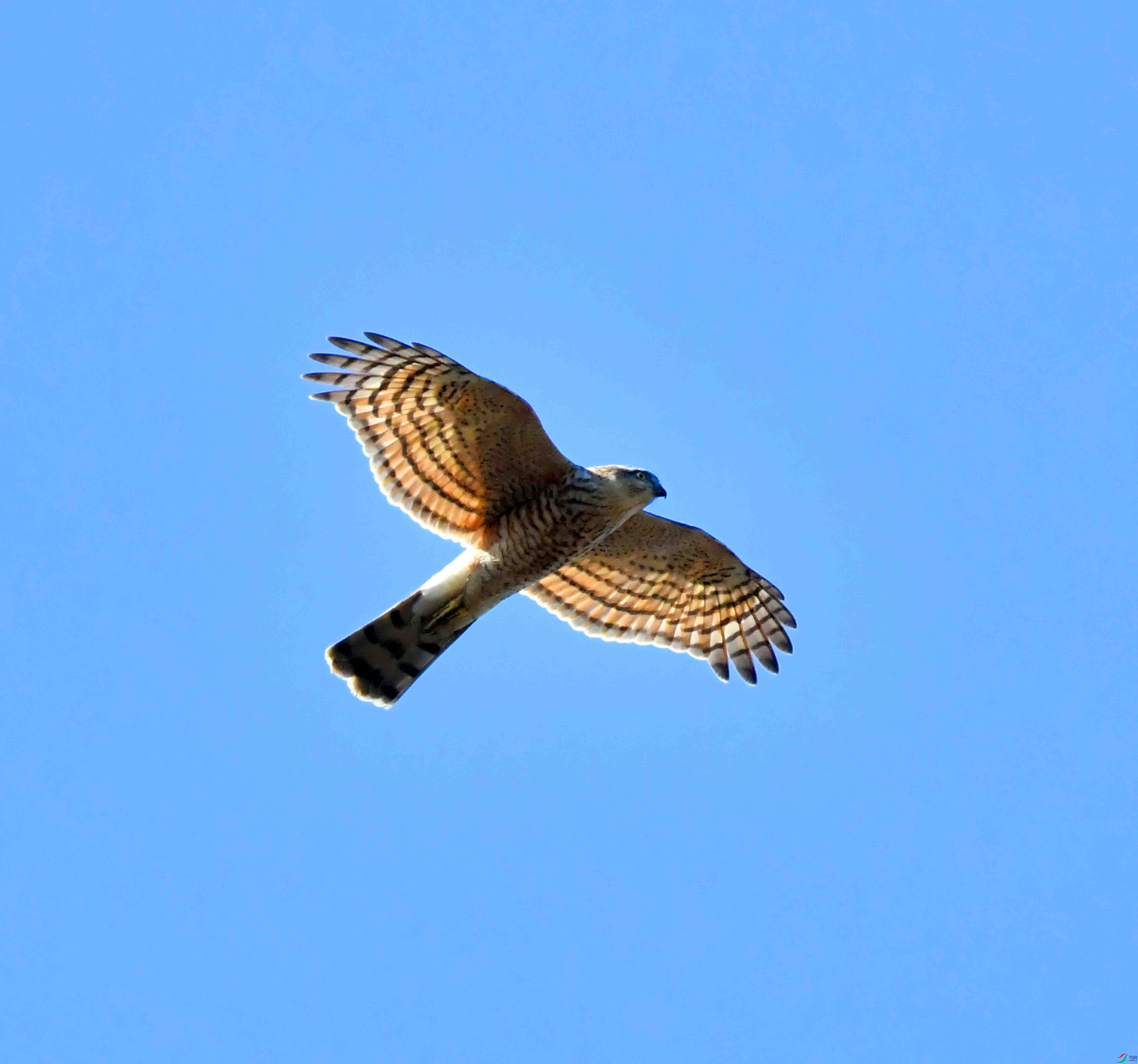 DSC_2617.JPG