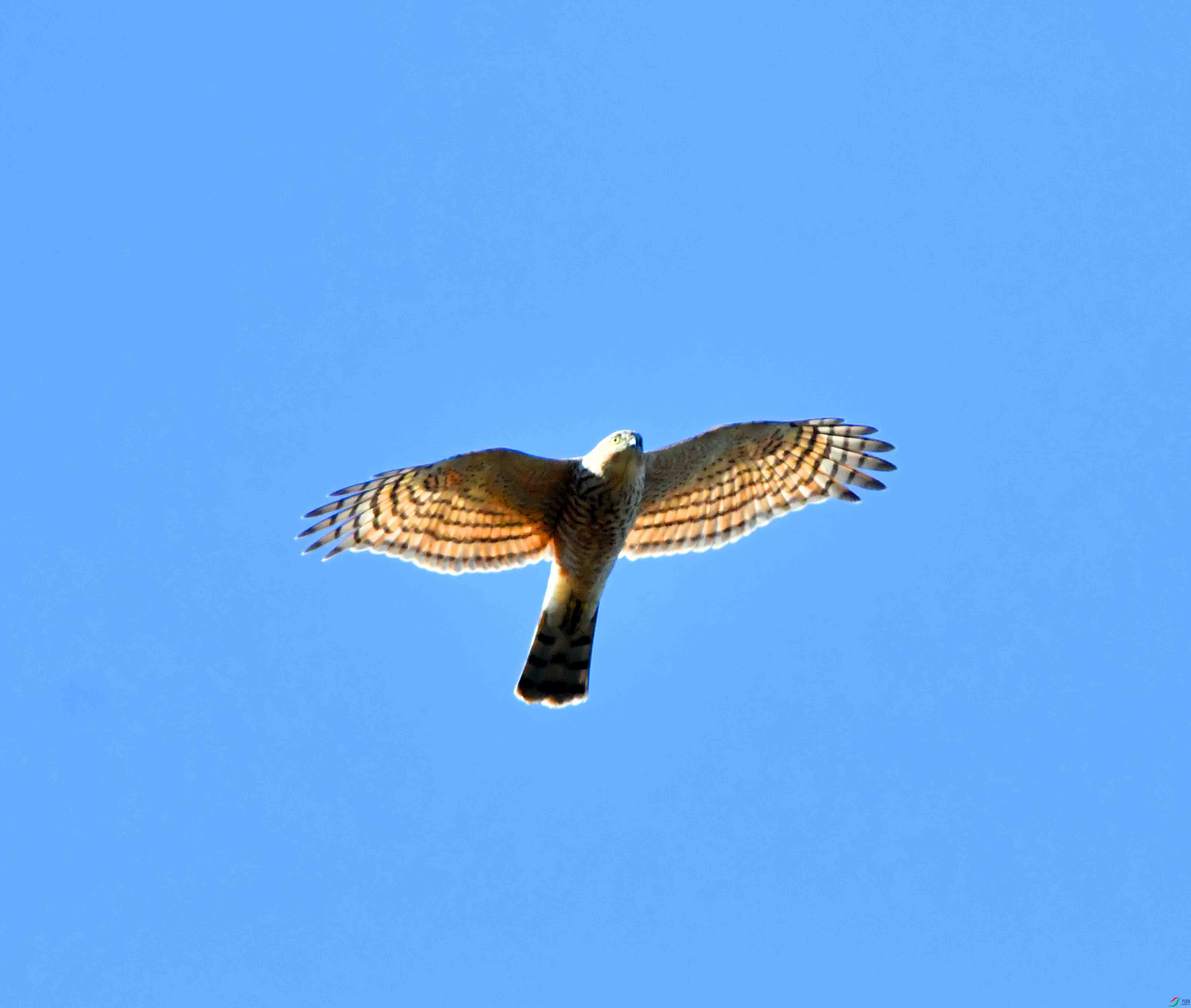 DSC_2620.JPG