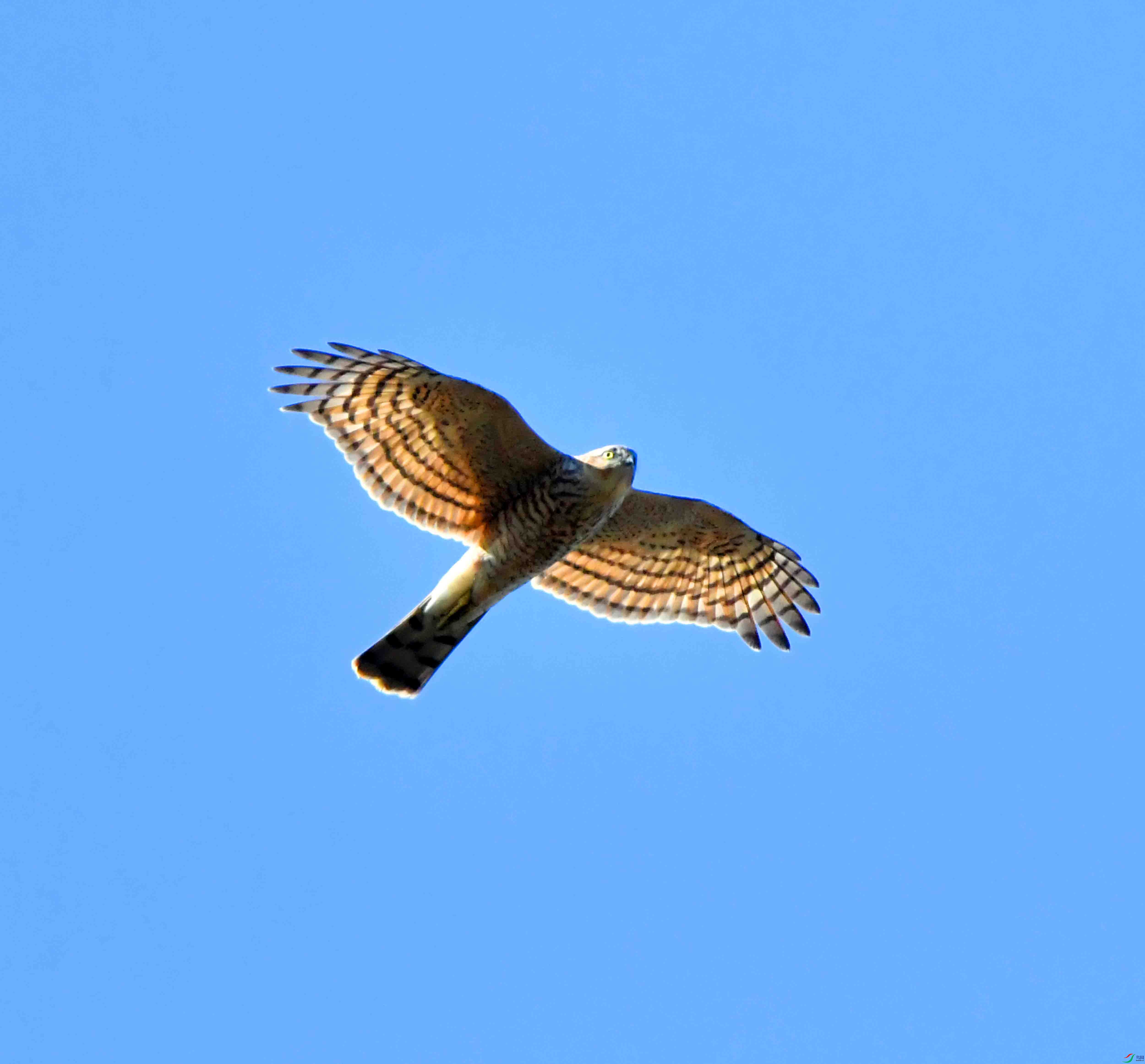 DSC_2619.JPG