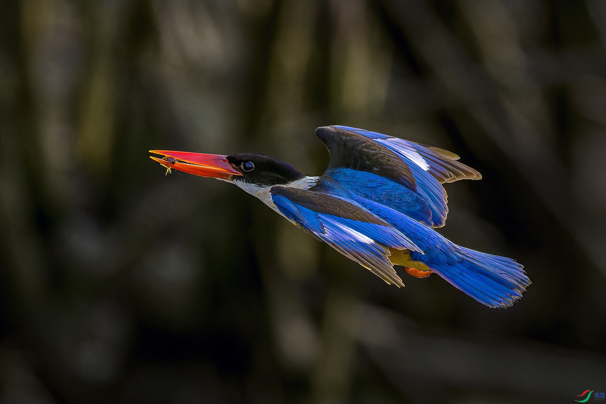 _97A2494-CR3 copy.jpg