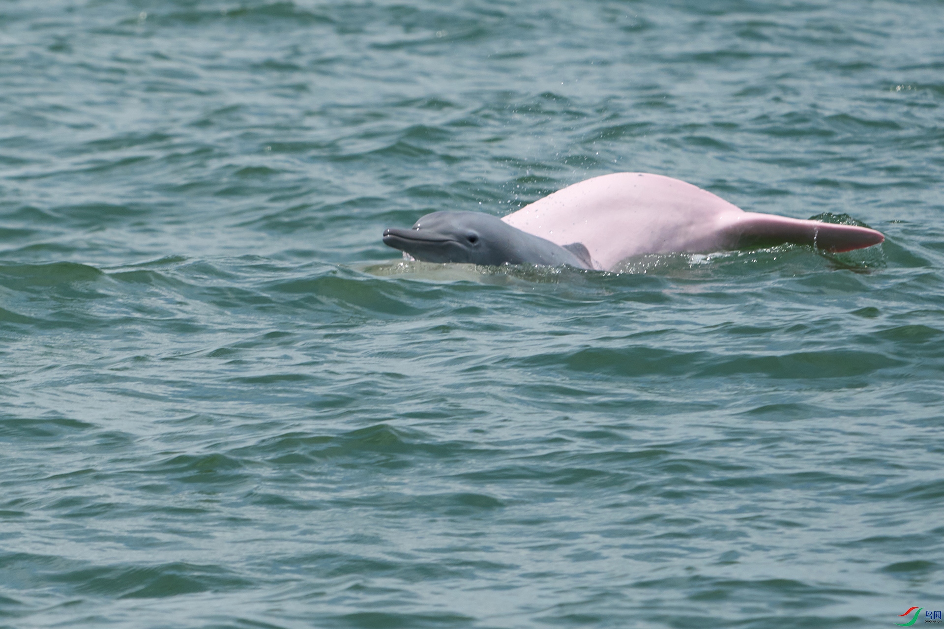 �л��׺���