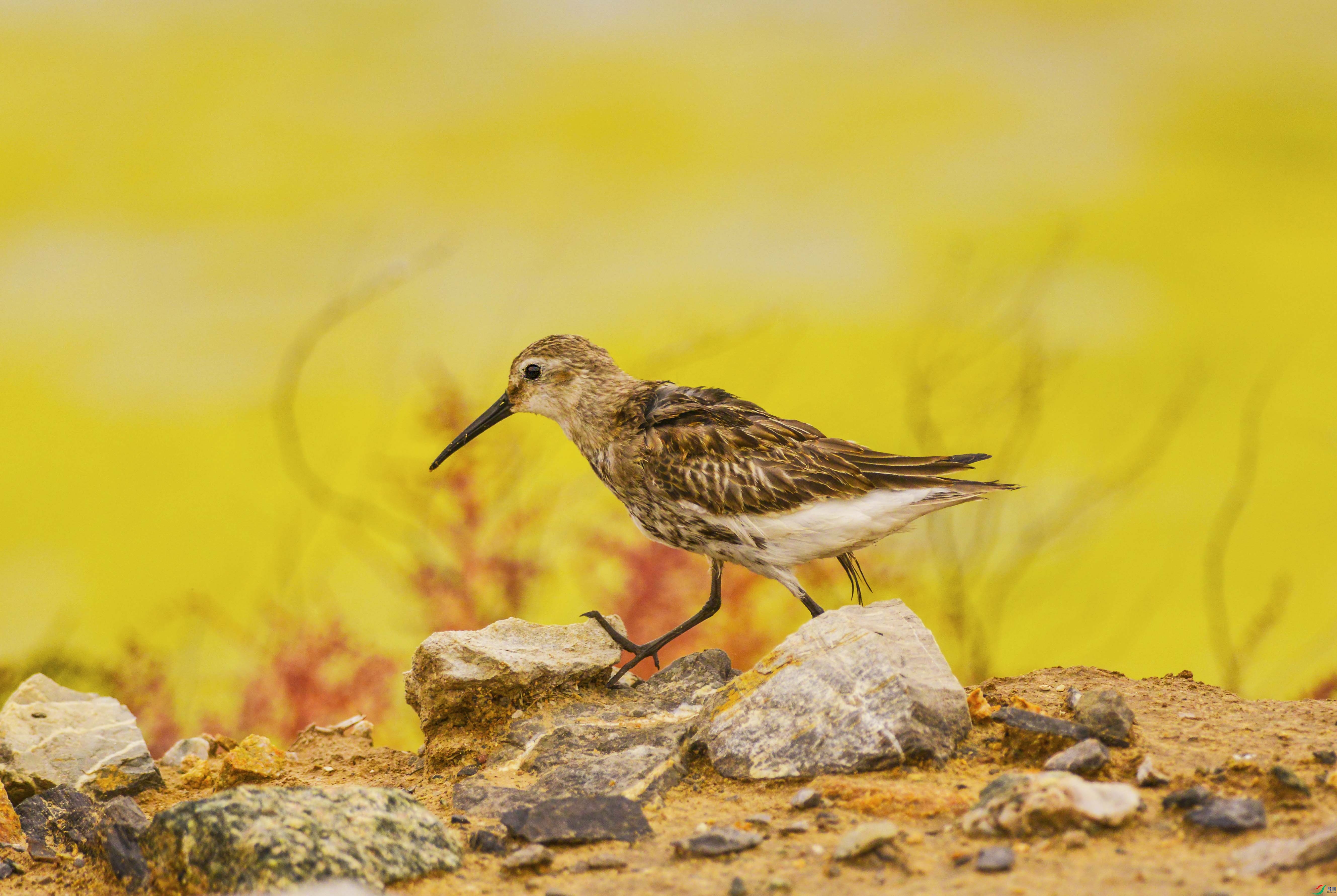 DSC_5986.jpg