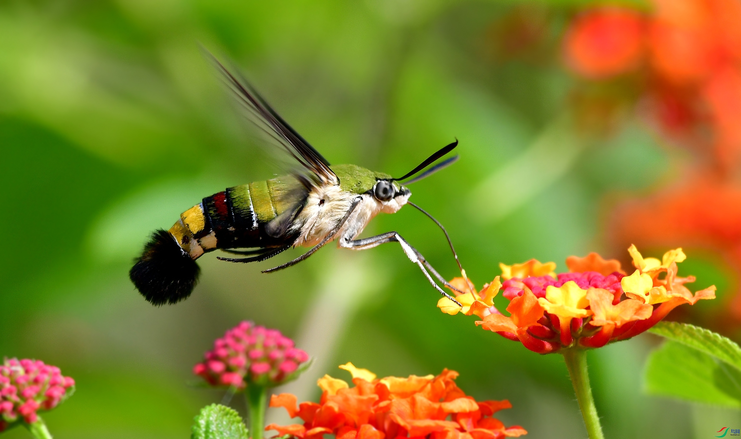 DSC_1818_conew7.jpg