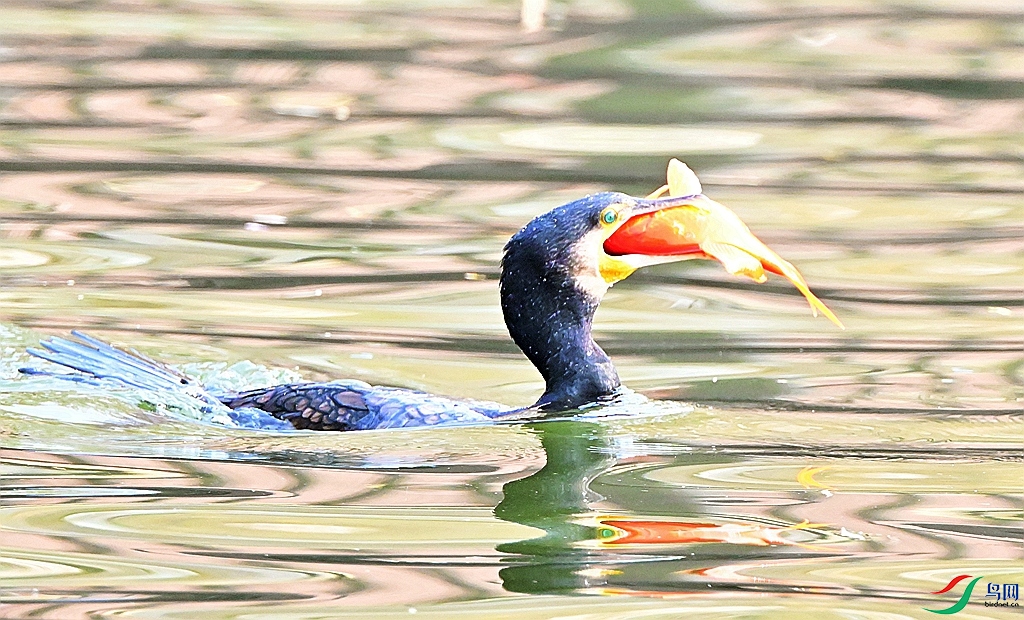 DSC_9822.JPG