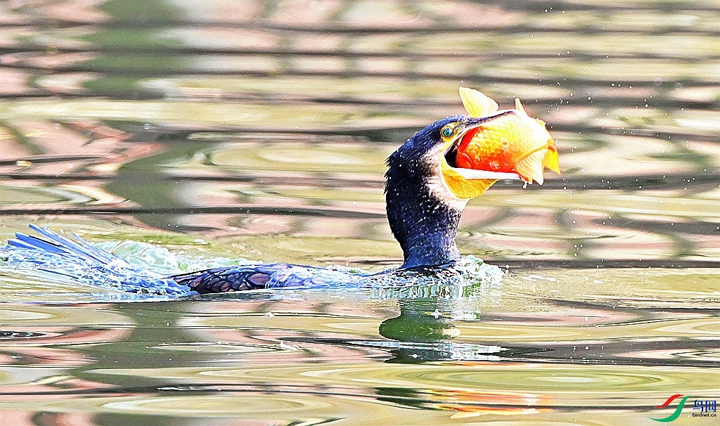 DSC_9827.JPG