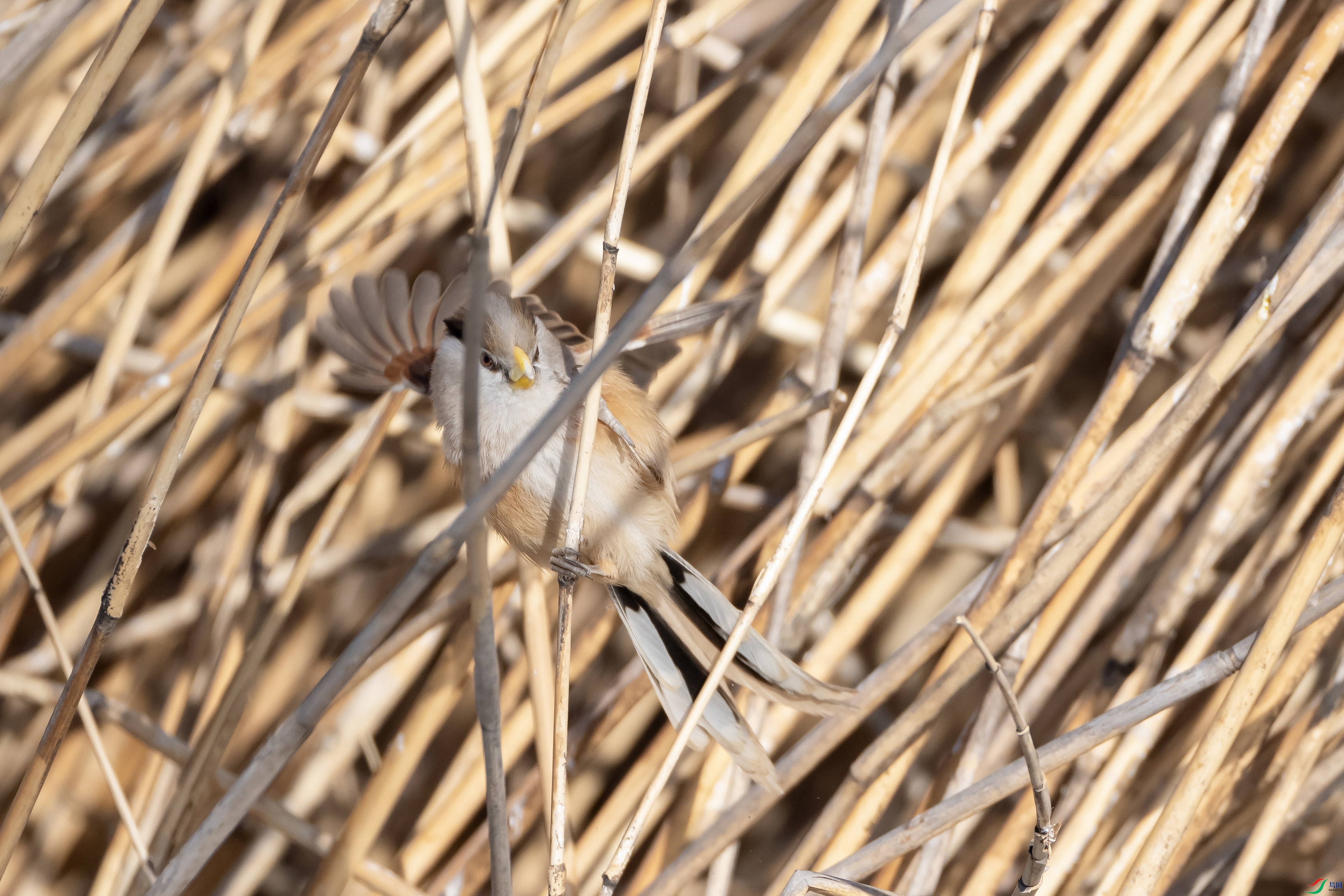 DSCF0833 ����.jpg