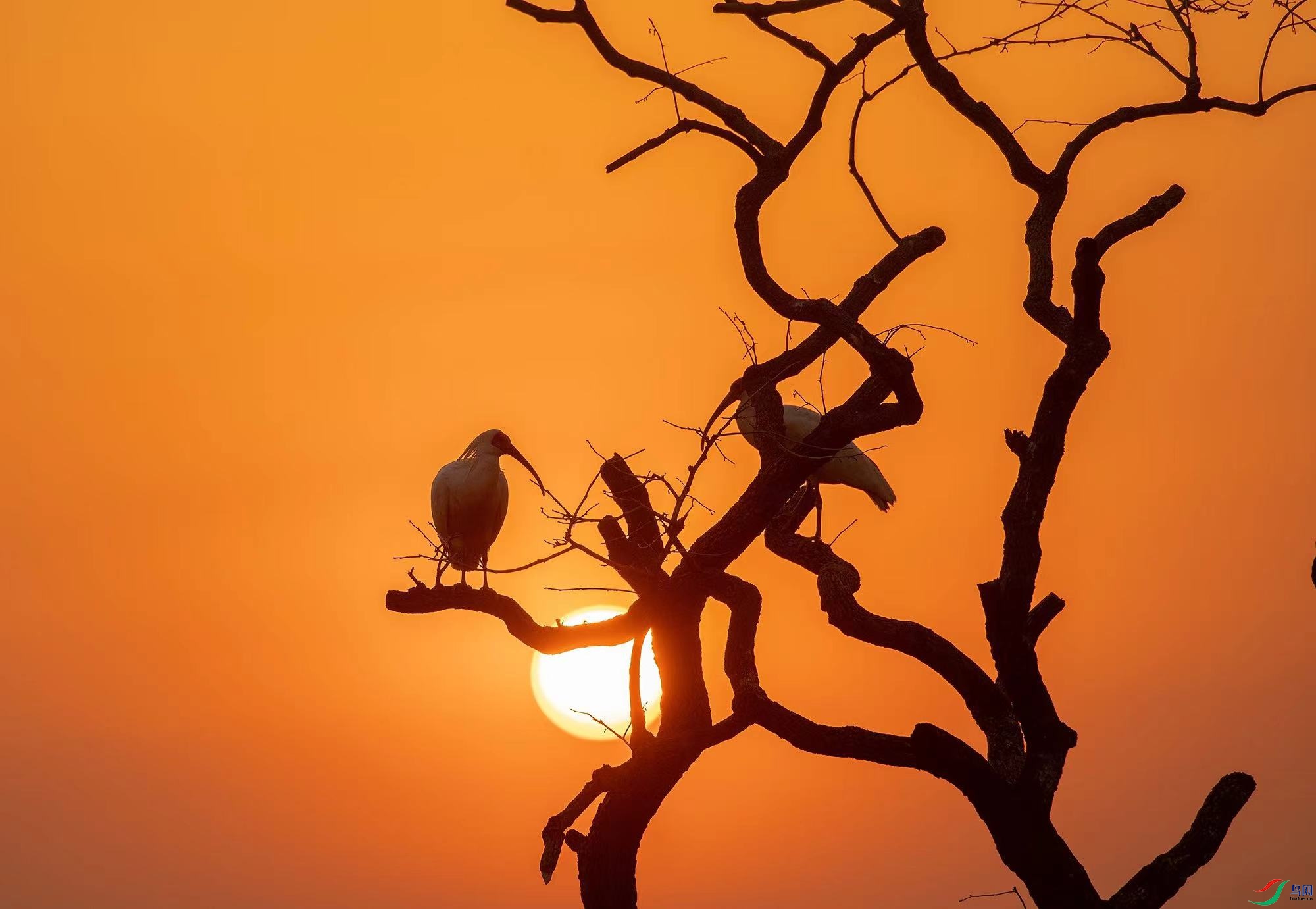 ������ĭ