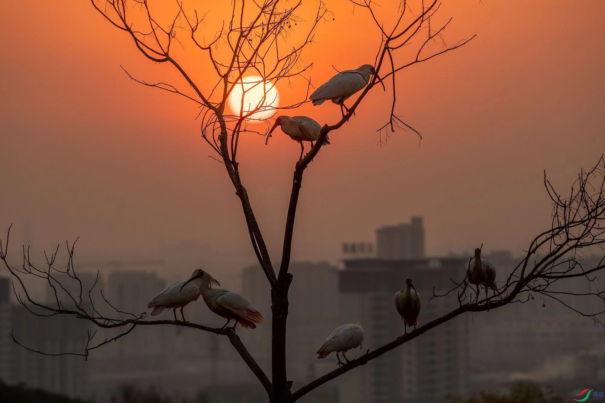 Ϧ������