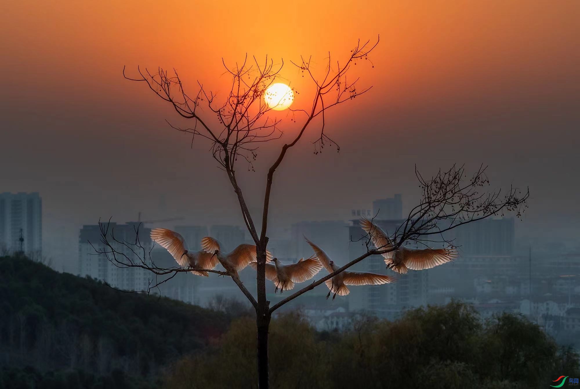 ������ͥ