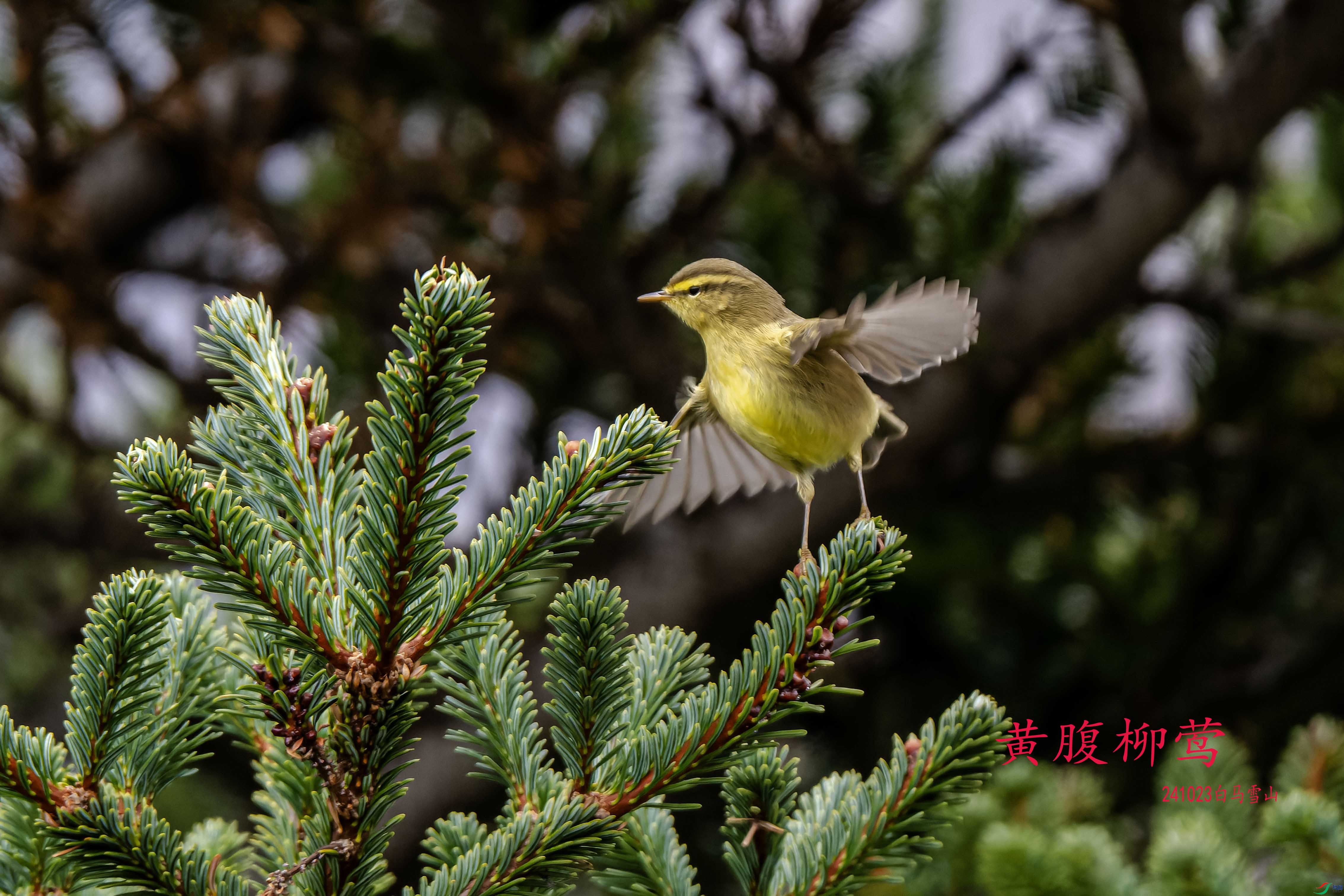 DSC_5890-NEF_DxO_DeepPRIME ���� 3.jpg