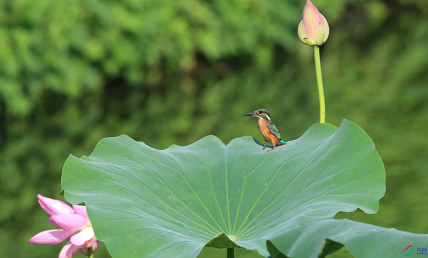 A116 ����.jpg