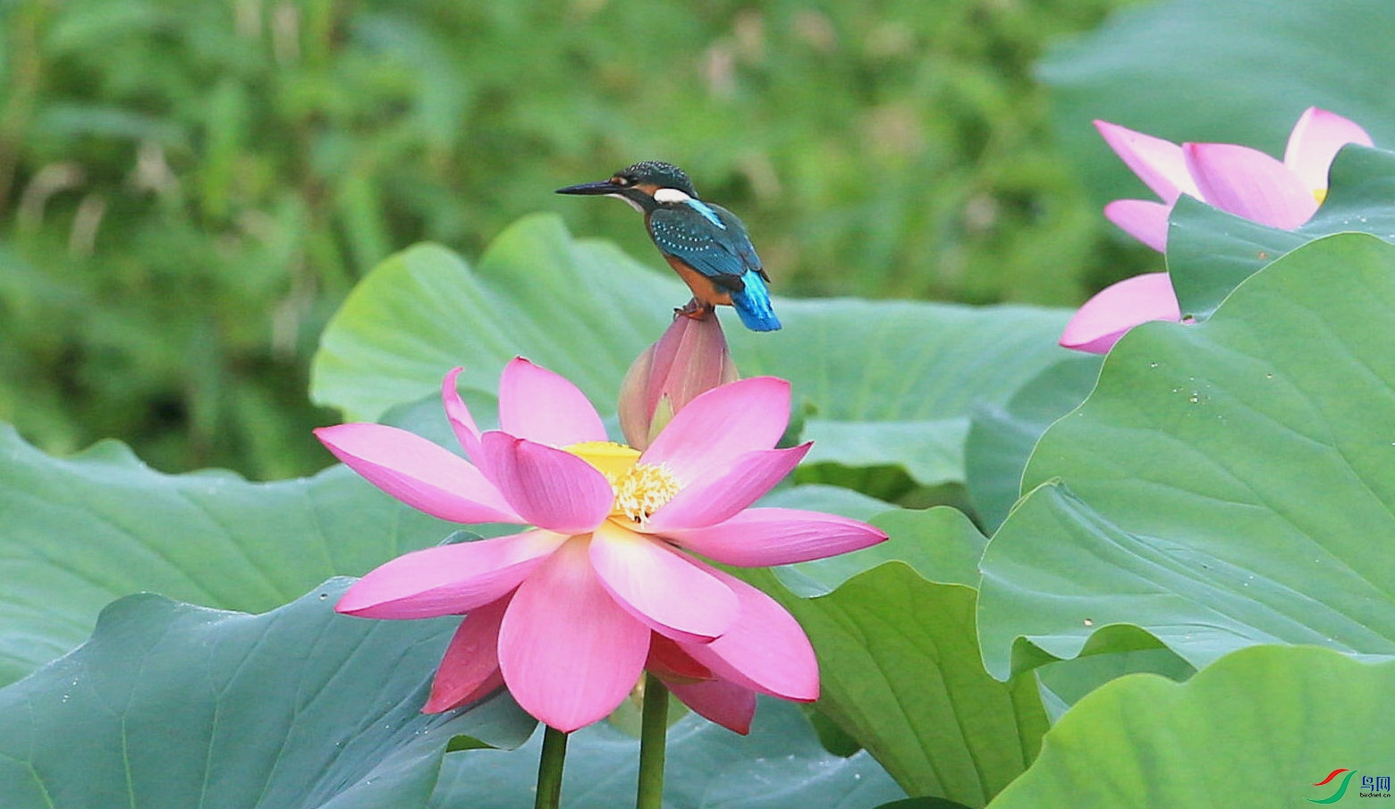 A132 ������.jpg