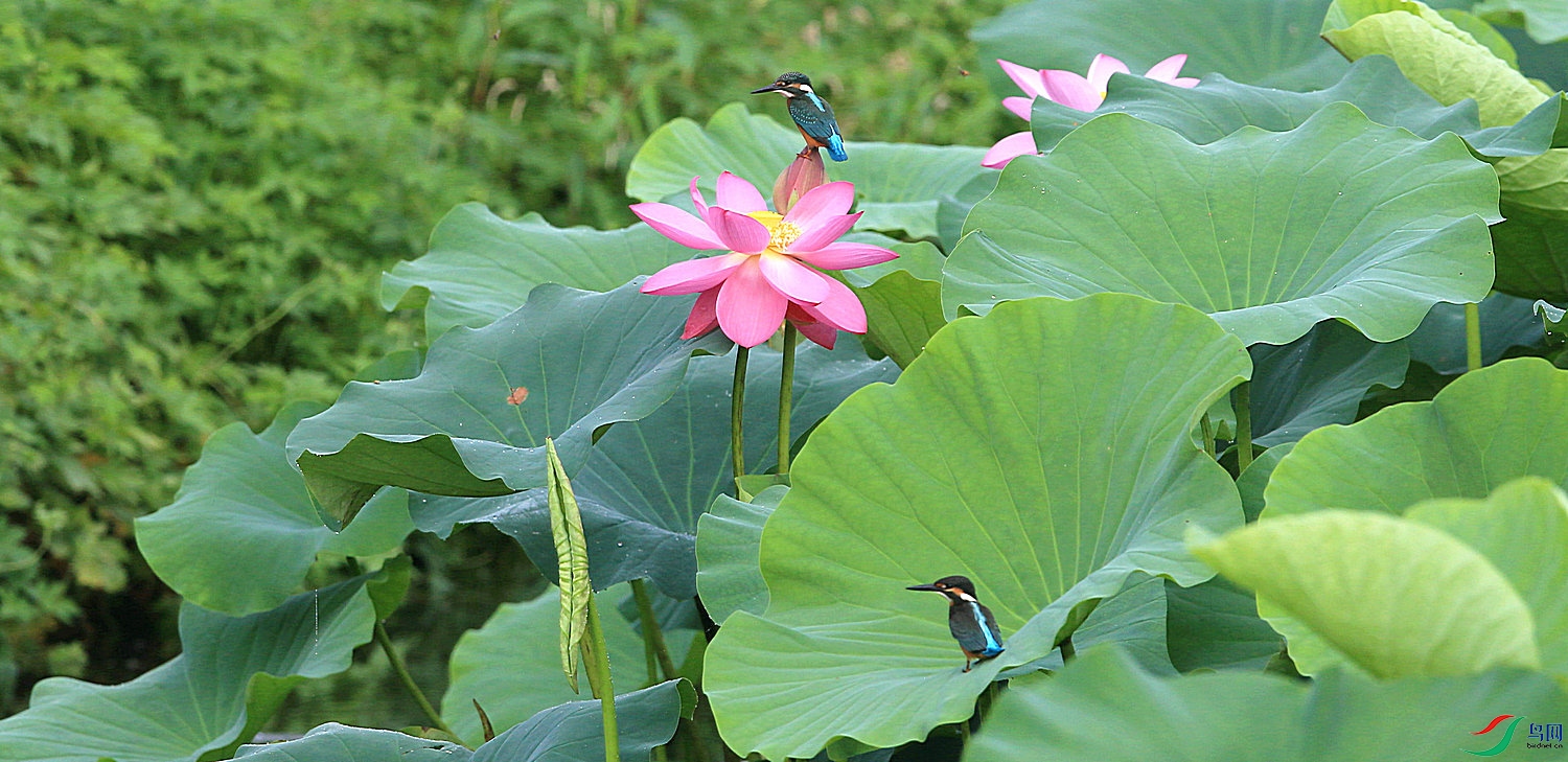 A135 ����.jpg