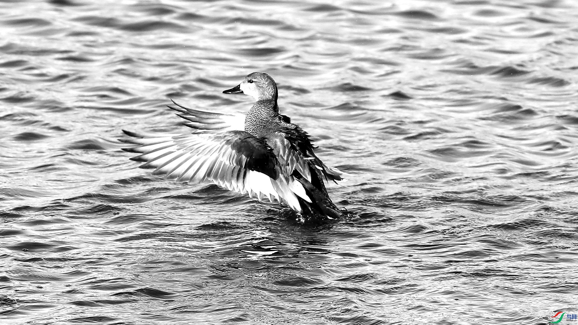 ��Ȼ����