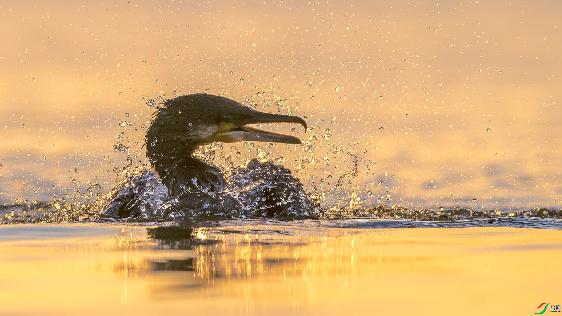 1_XXL0396 ���� 2.jpeg