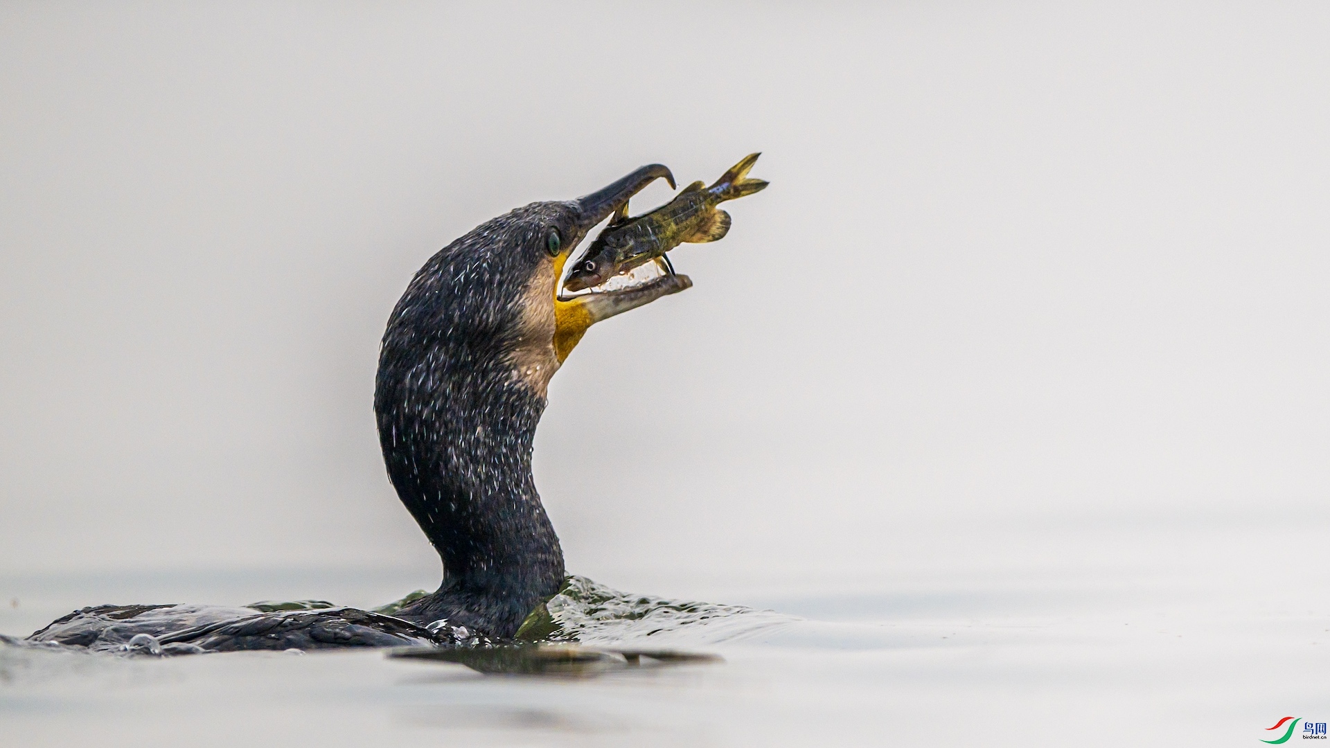 1_XXL4071 ����.jpeg