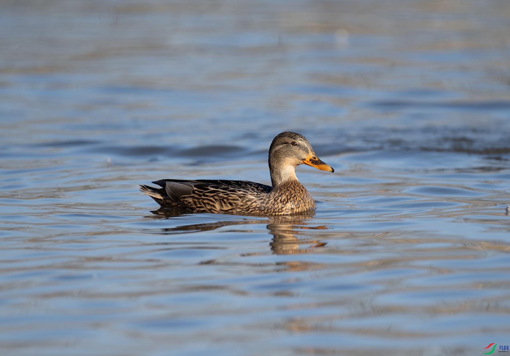 DSC_4586f.jpg