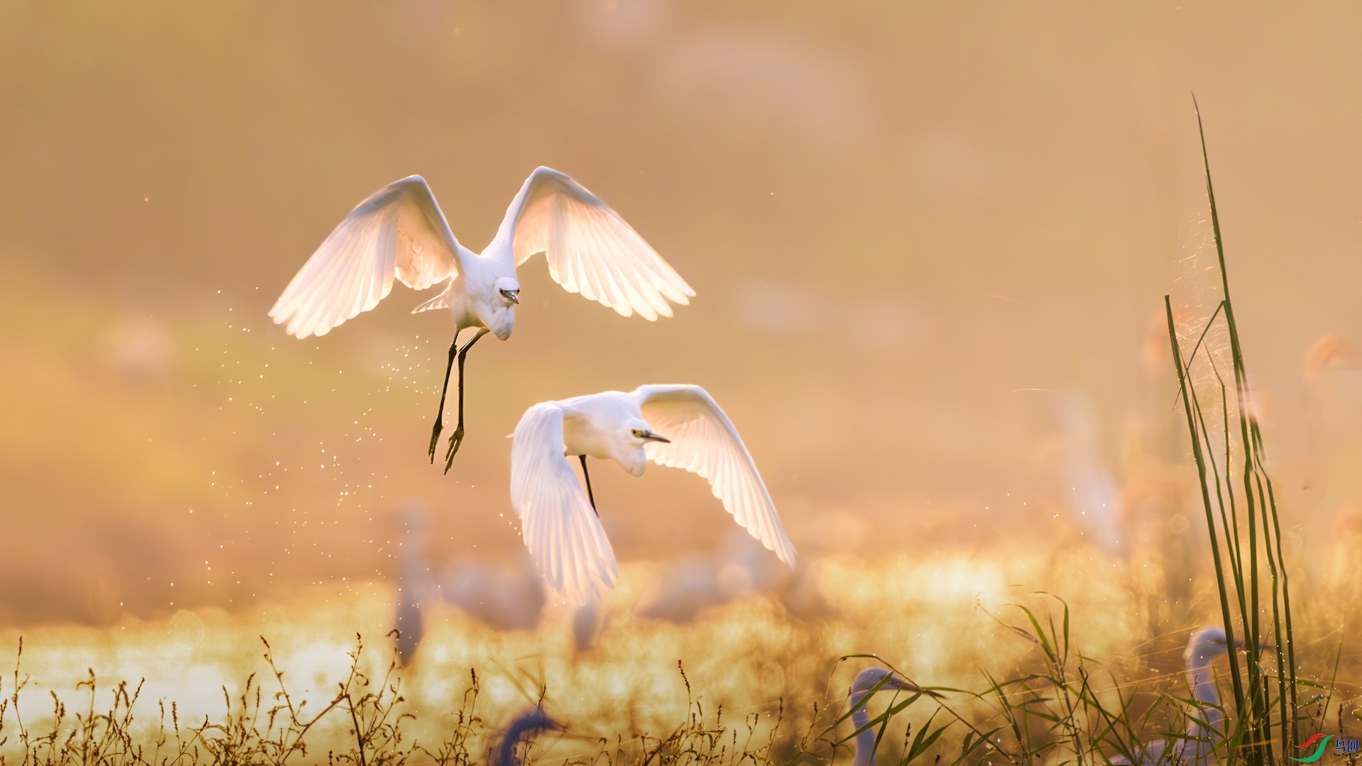 1XXL_5057-����ǿ-NR ����.jpeg