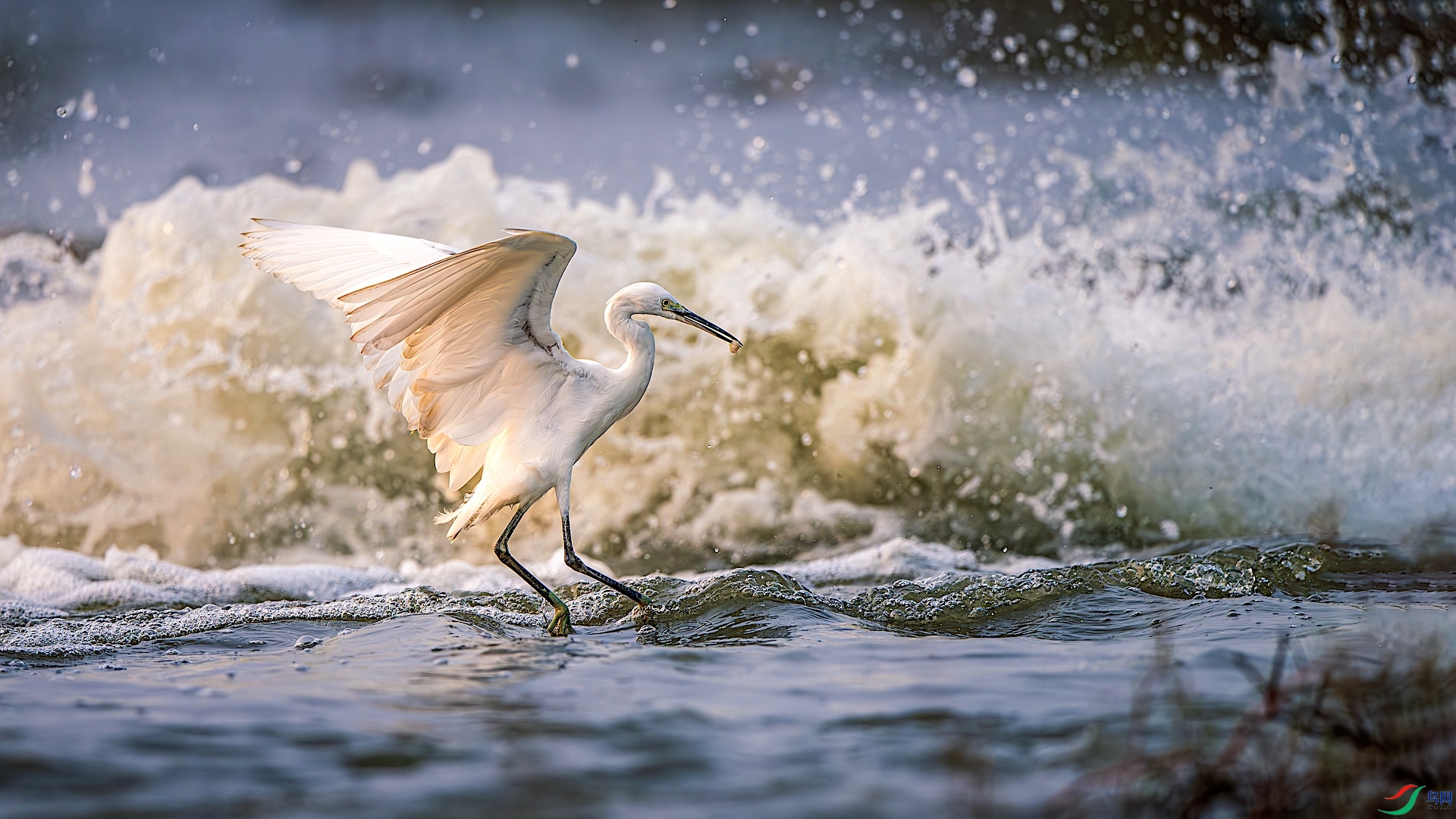 1XXL_6131-����ǿ-NR ����.jpeg