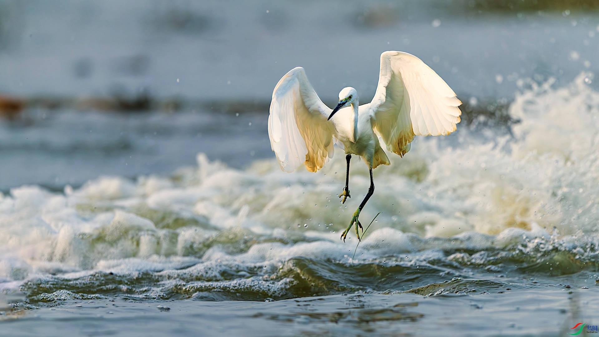 1XXL_6138-����ǿ-NR ����.jpeg