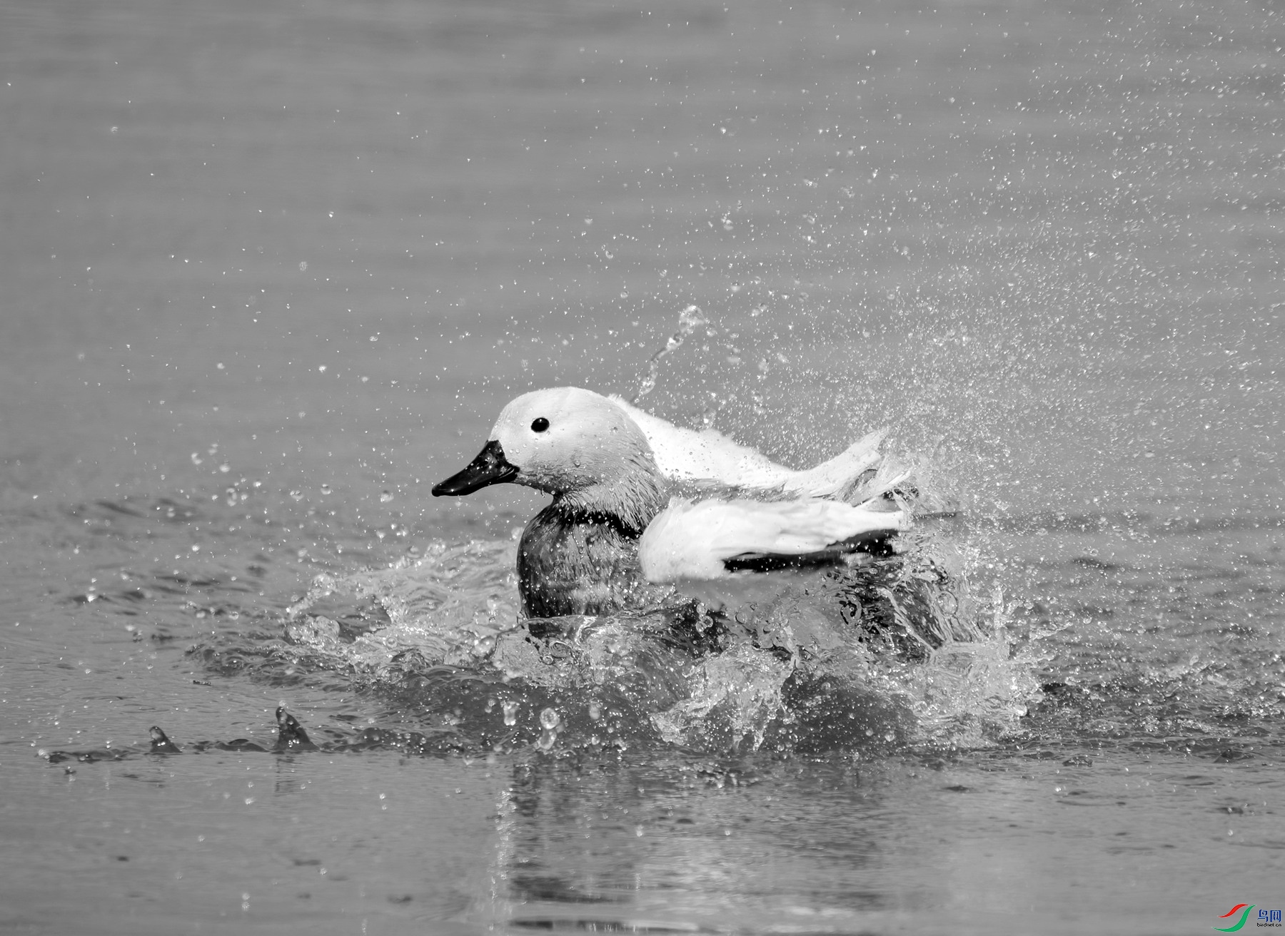 DSC05379 ����_����.jpg