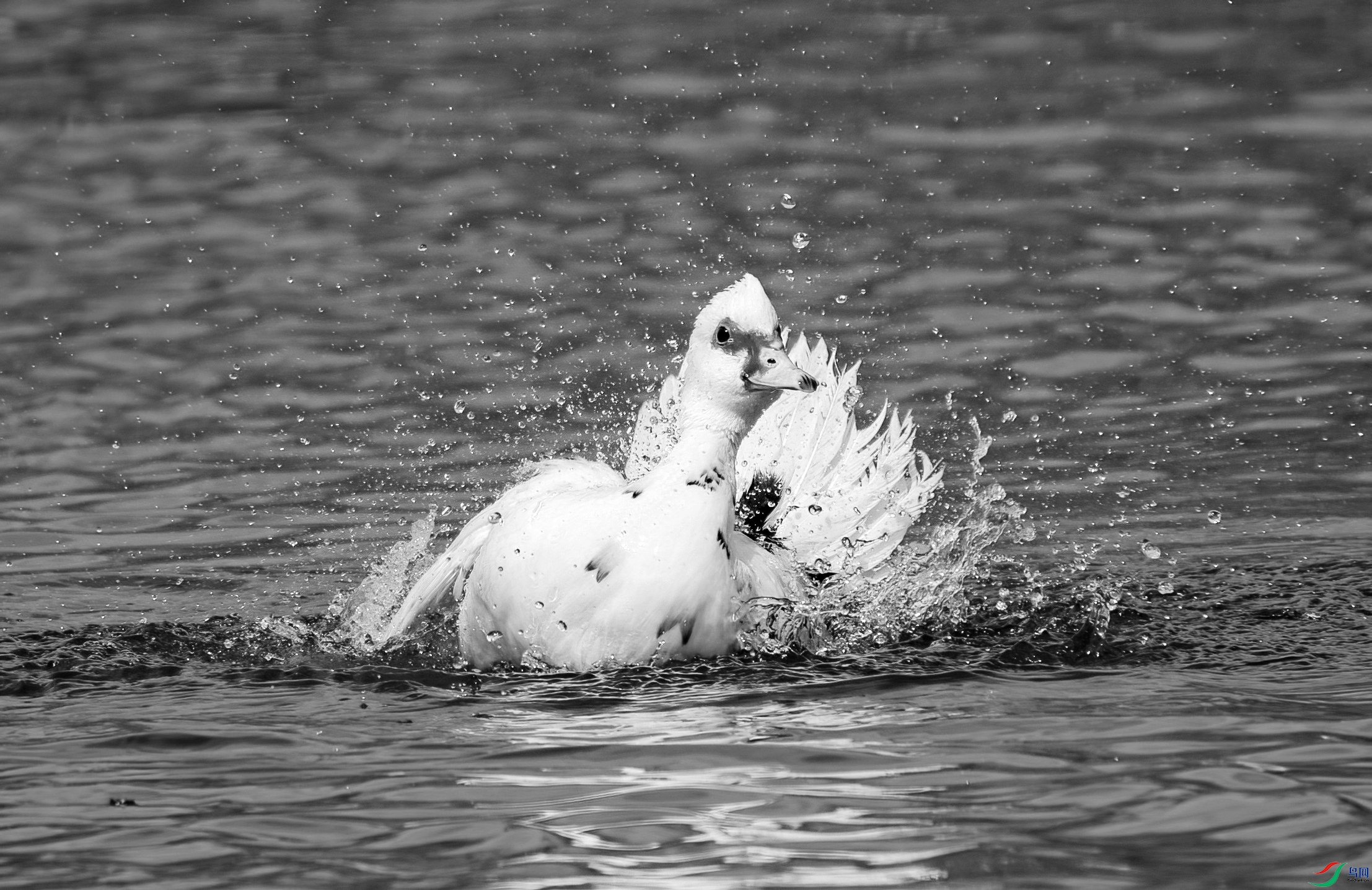 DSC06749 ����_����_����.jpg