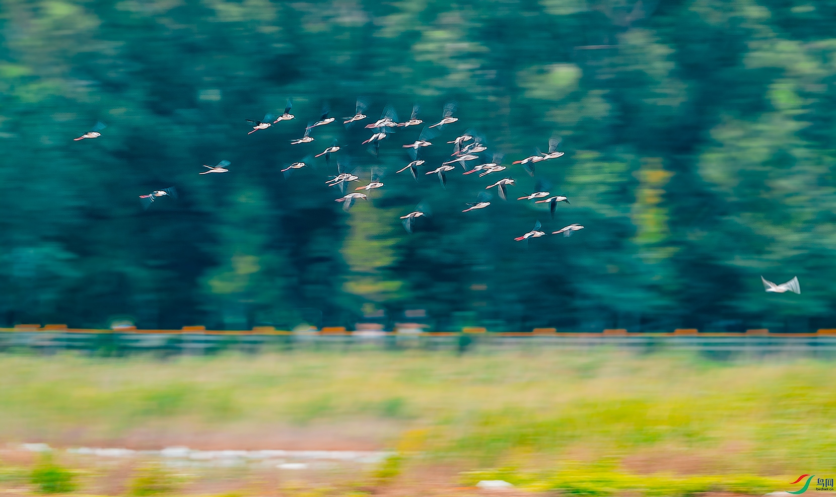 DSC_6006-0.jpg