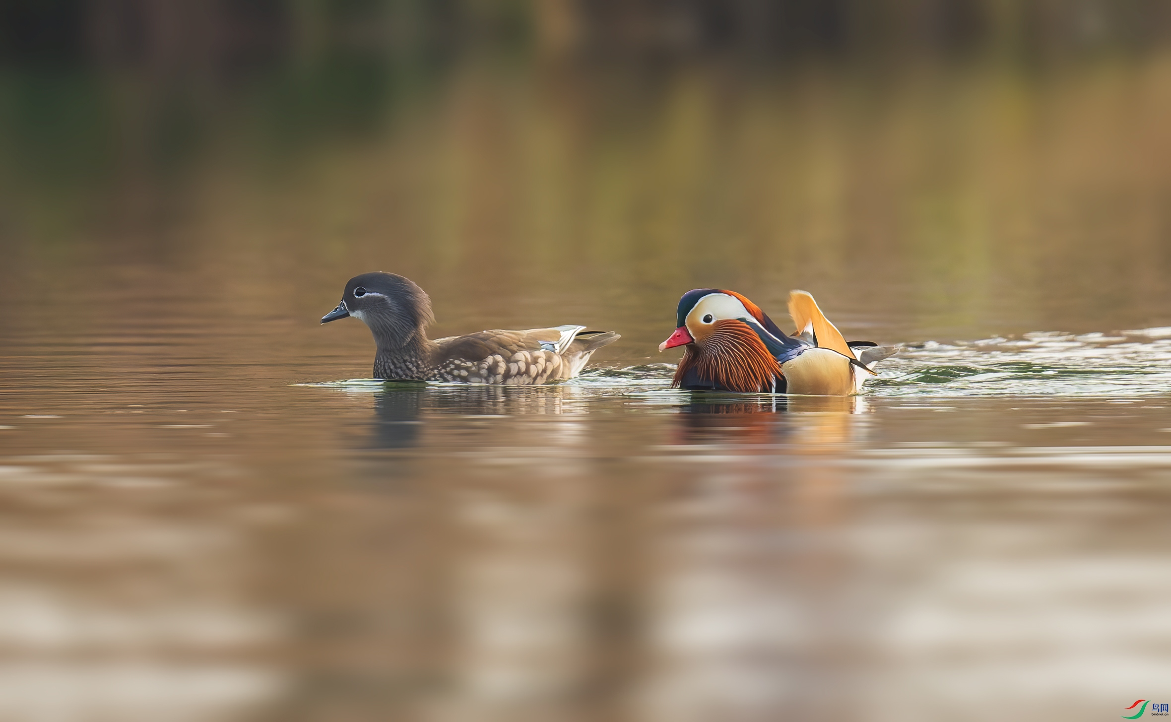 _DSC7095-NEF_DxO_DeepPRIME-1.jpg