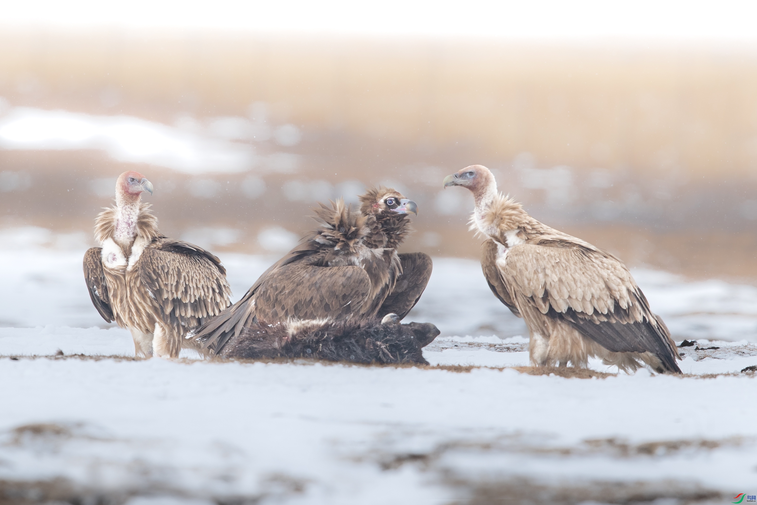 _Y8I6309 ����.jpg