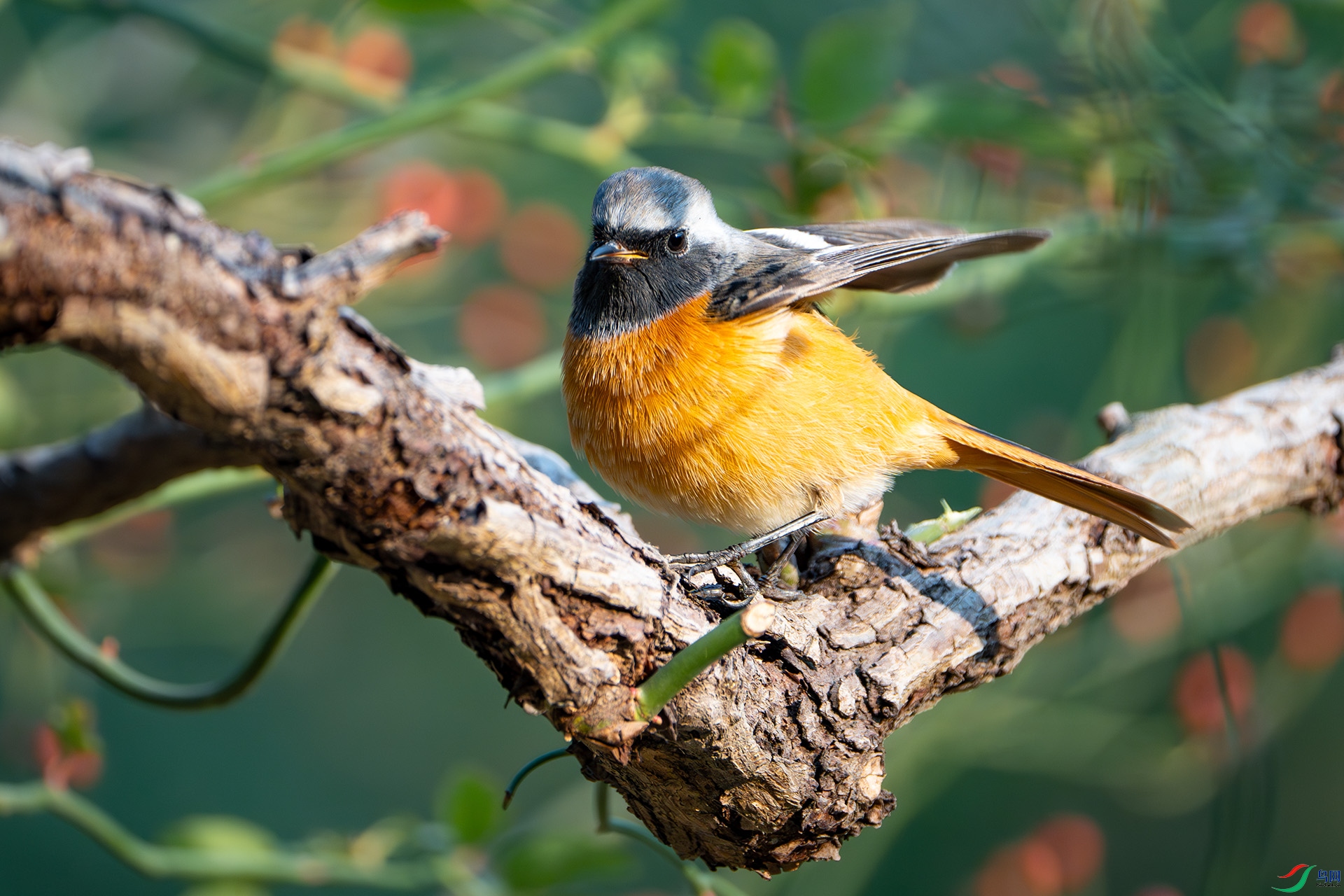 DSC02410-����ǿ-NR ����.jpg