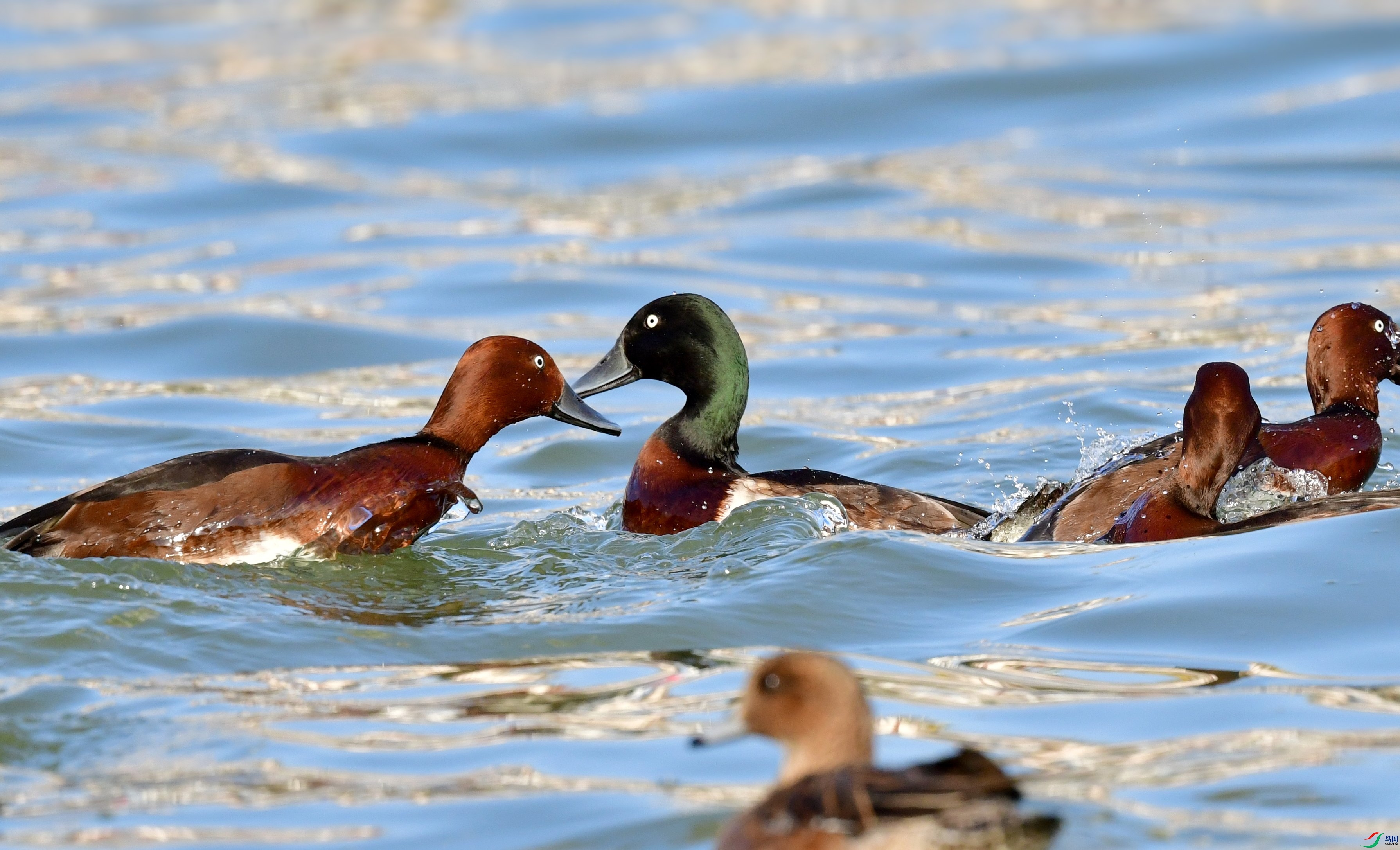 DSC_6564_conew2.jpg