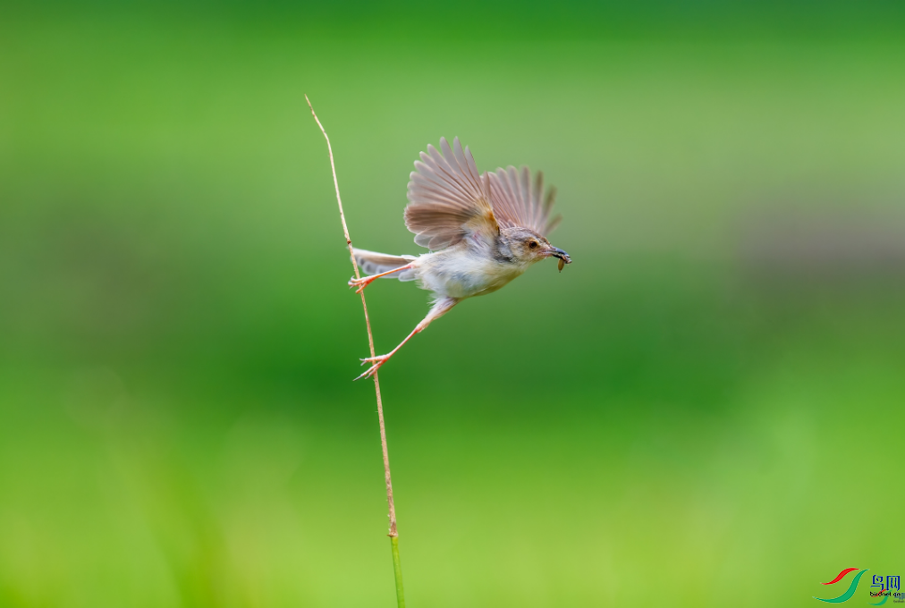 ��ɽ���� ������«��֦�����ٻ����Ѿ�����11.png