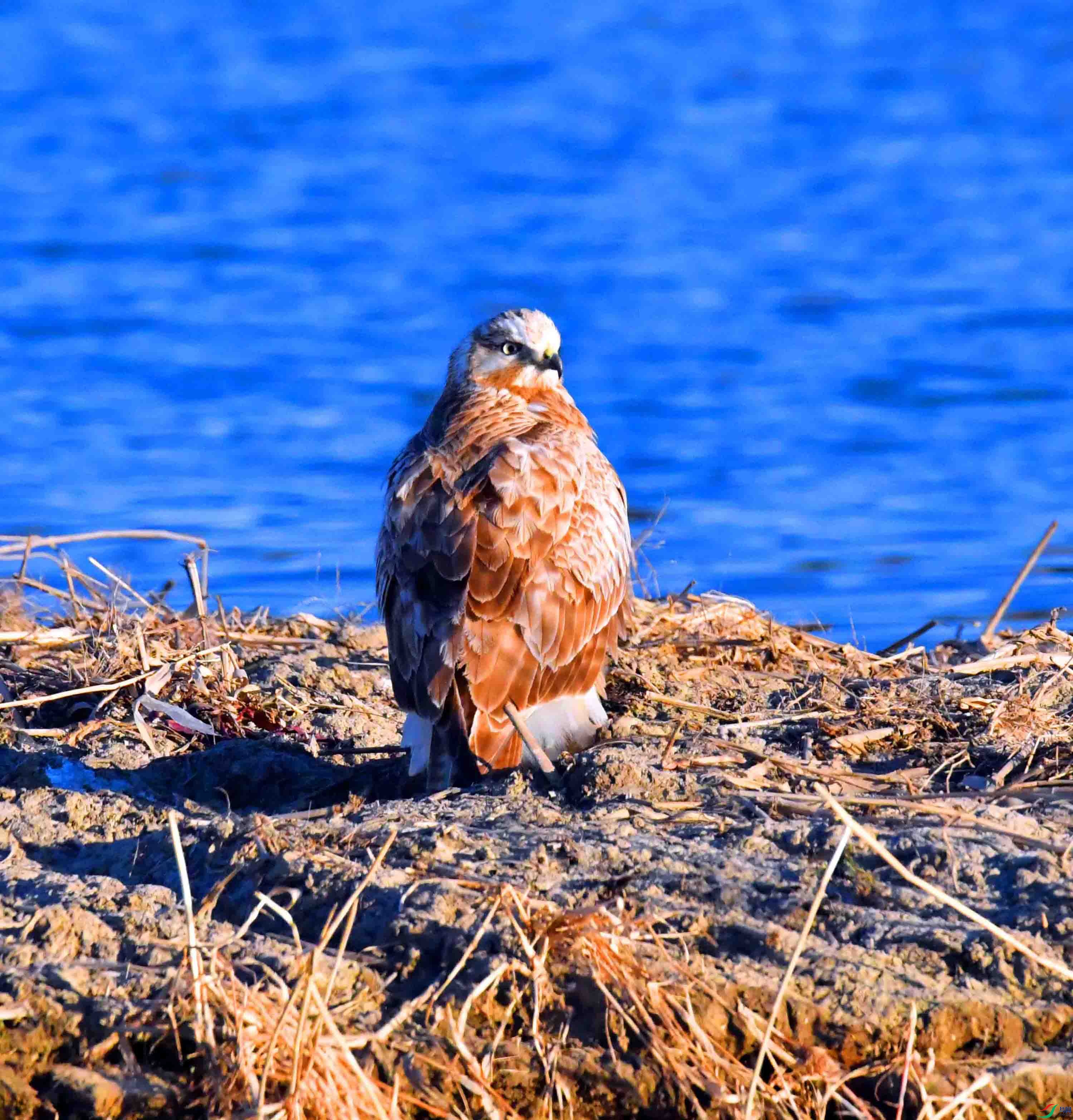 DSC_0211.JPG