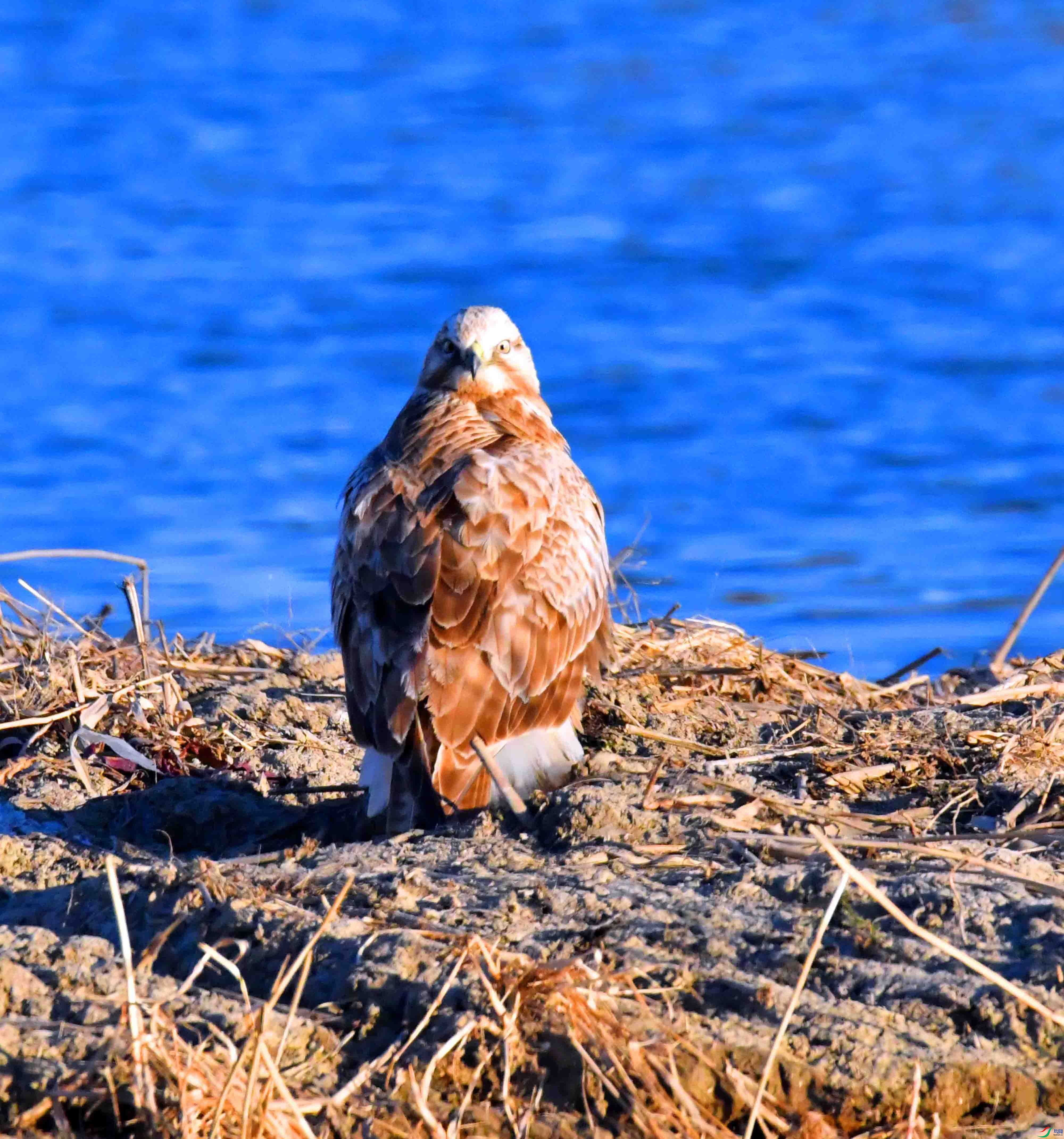 DSC_0215.JPG