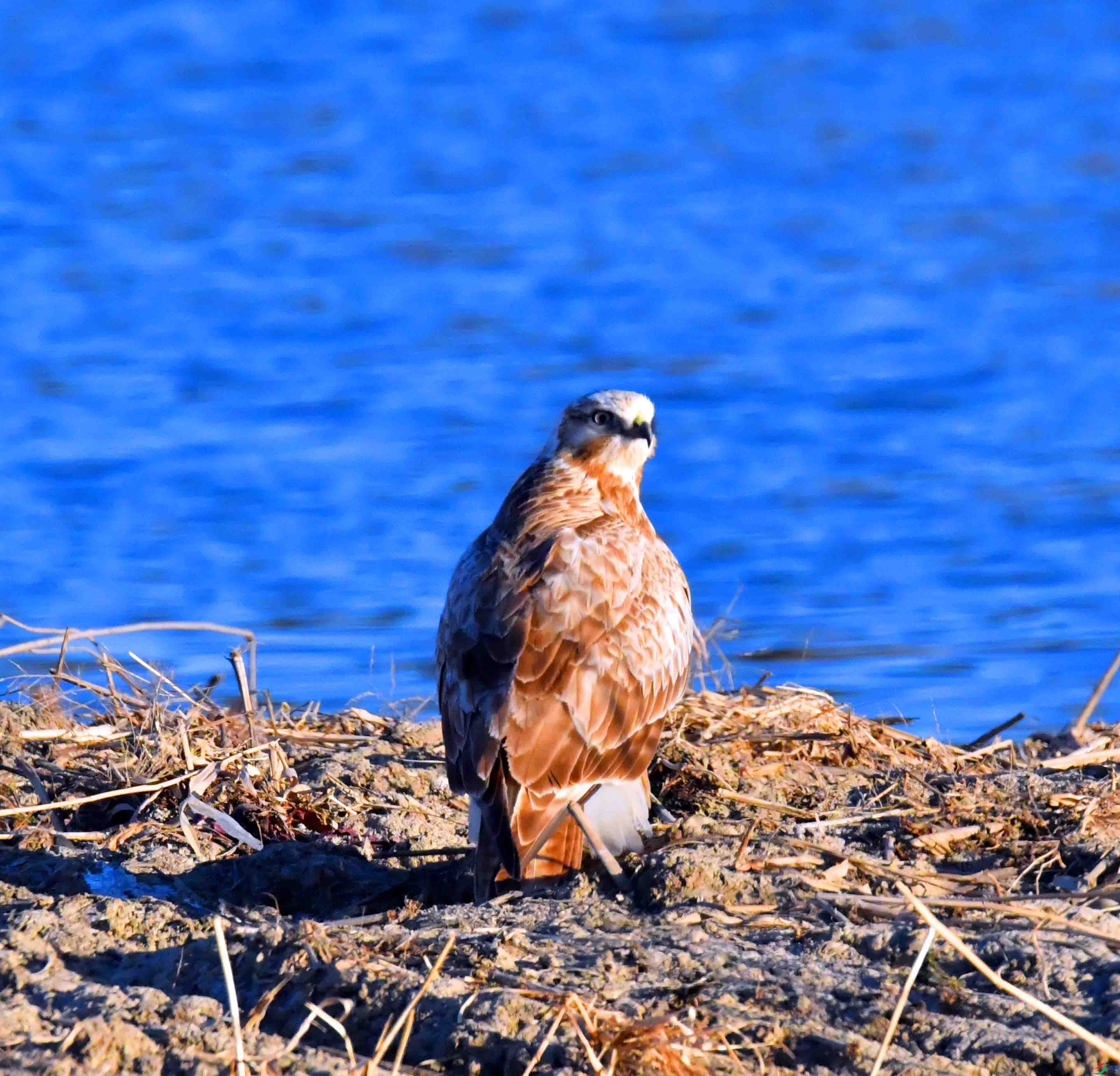 DSC_0230.JPG