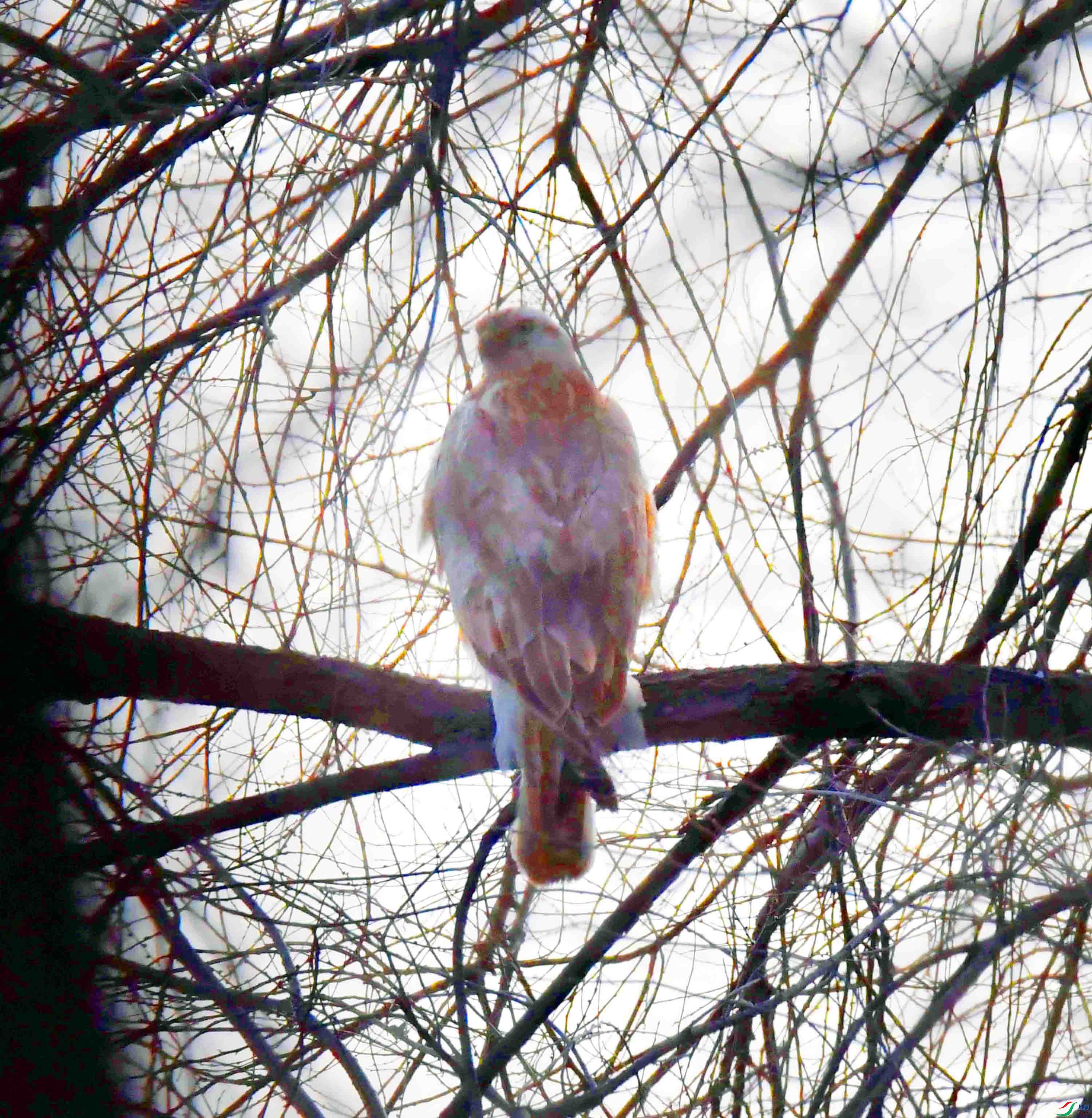 DSC_4687.JPG