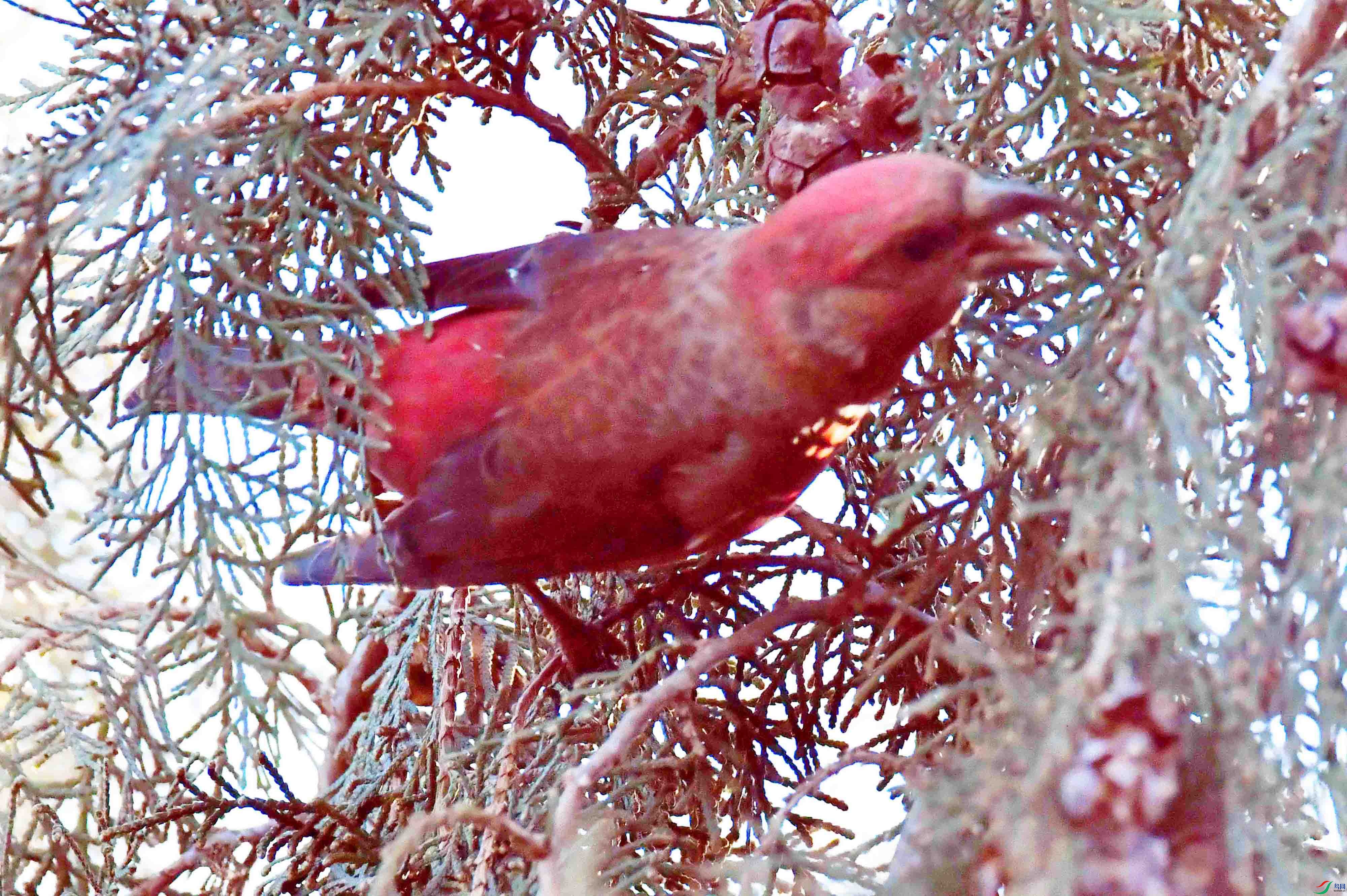 DSC_6374.JPG