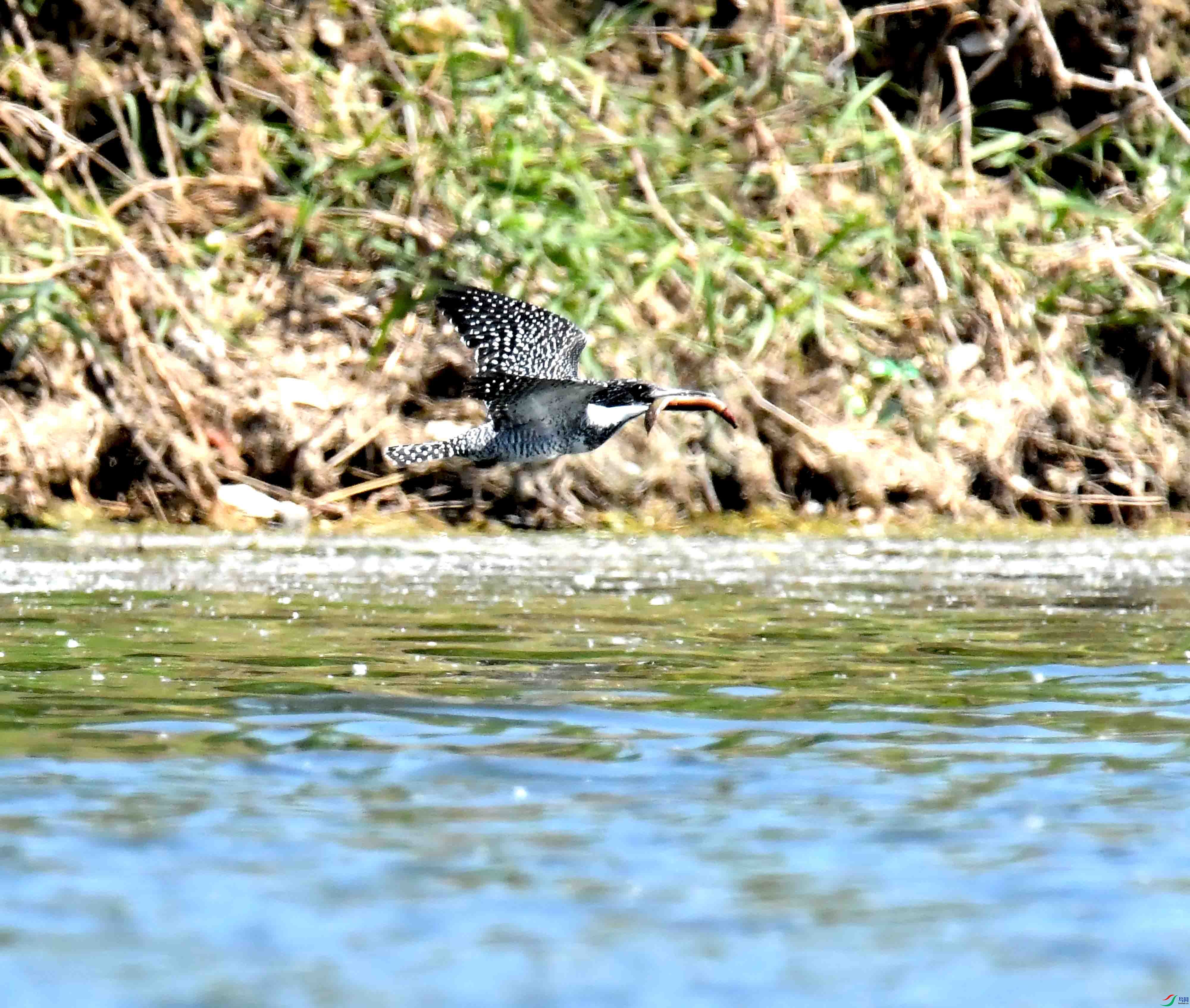 DSC_0787.JPG