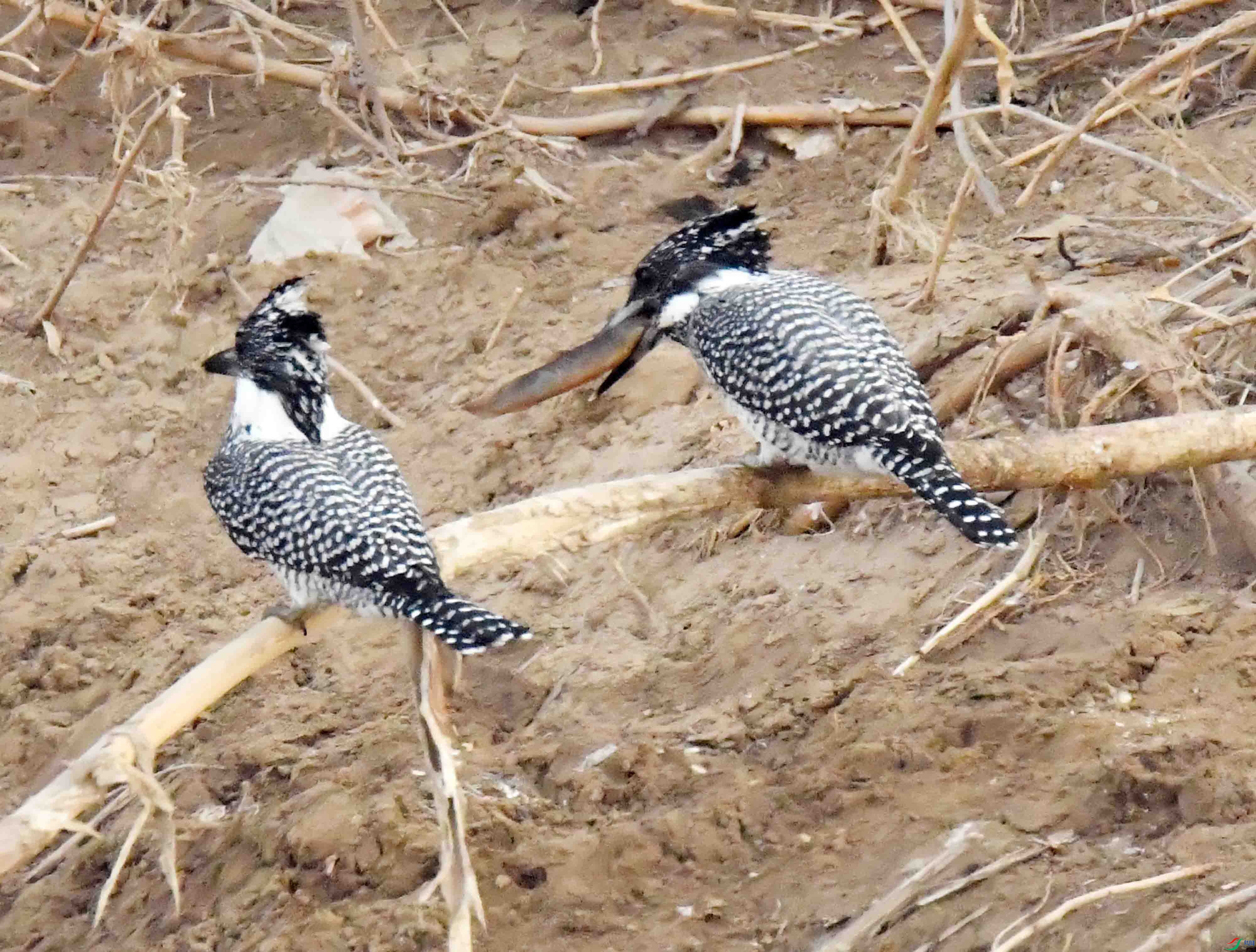 DSC_0861.JPG