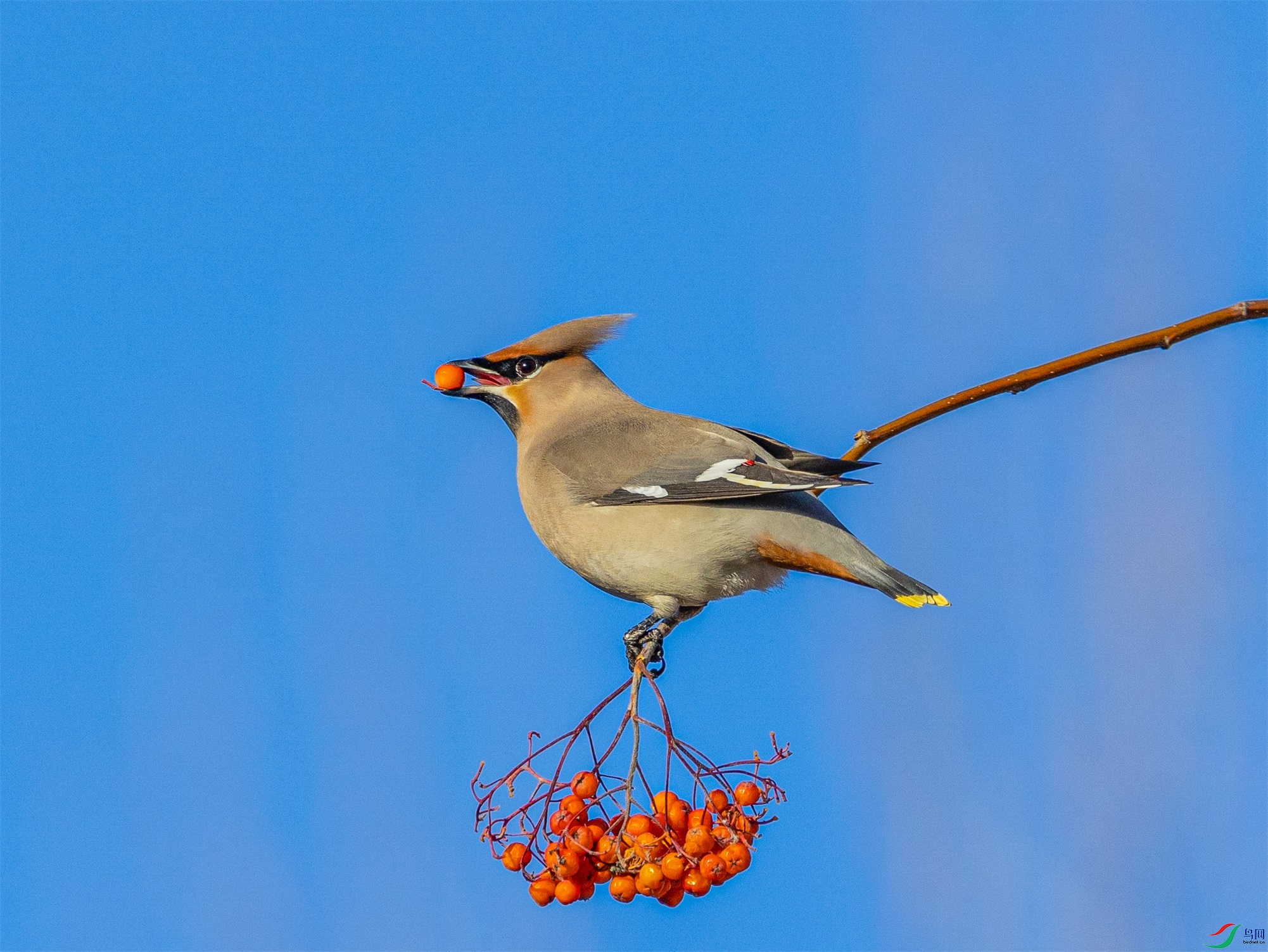 1K3A5294 ����1.jpg