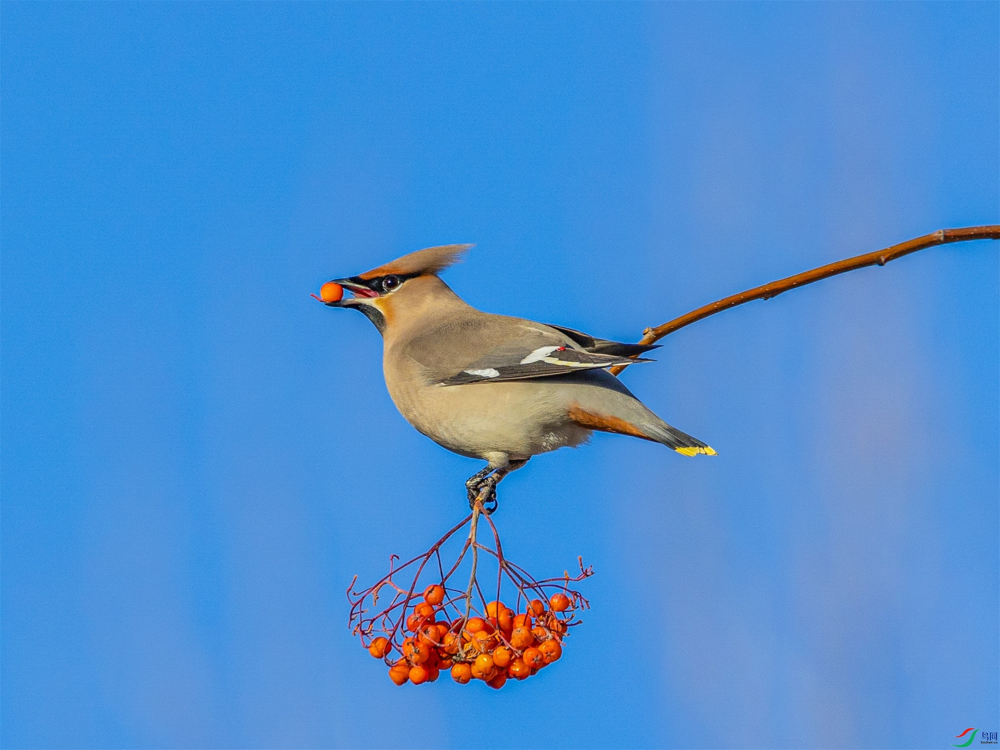 1K3A5293 ����1.jpg