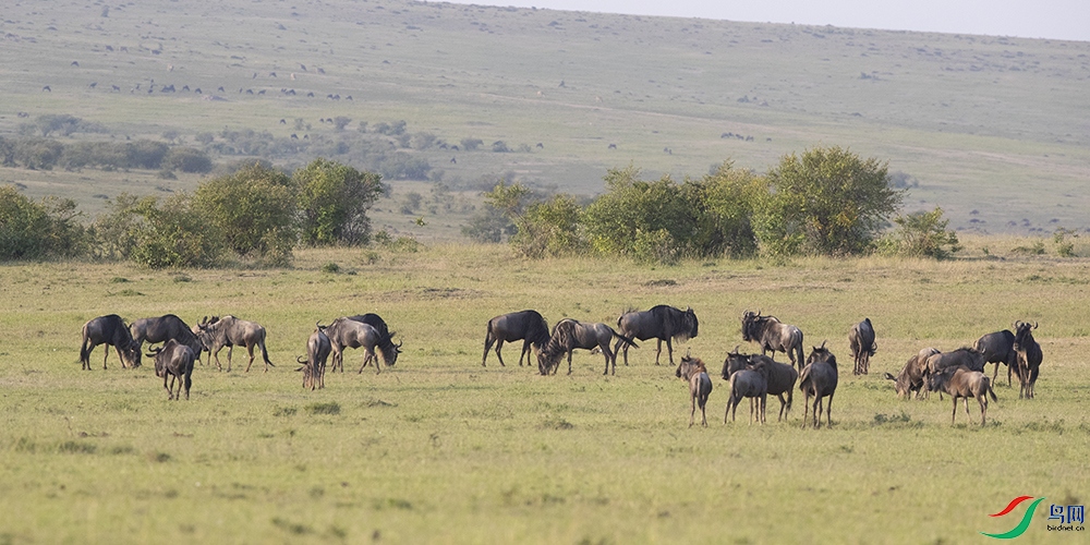 ���� (13).jpg