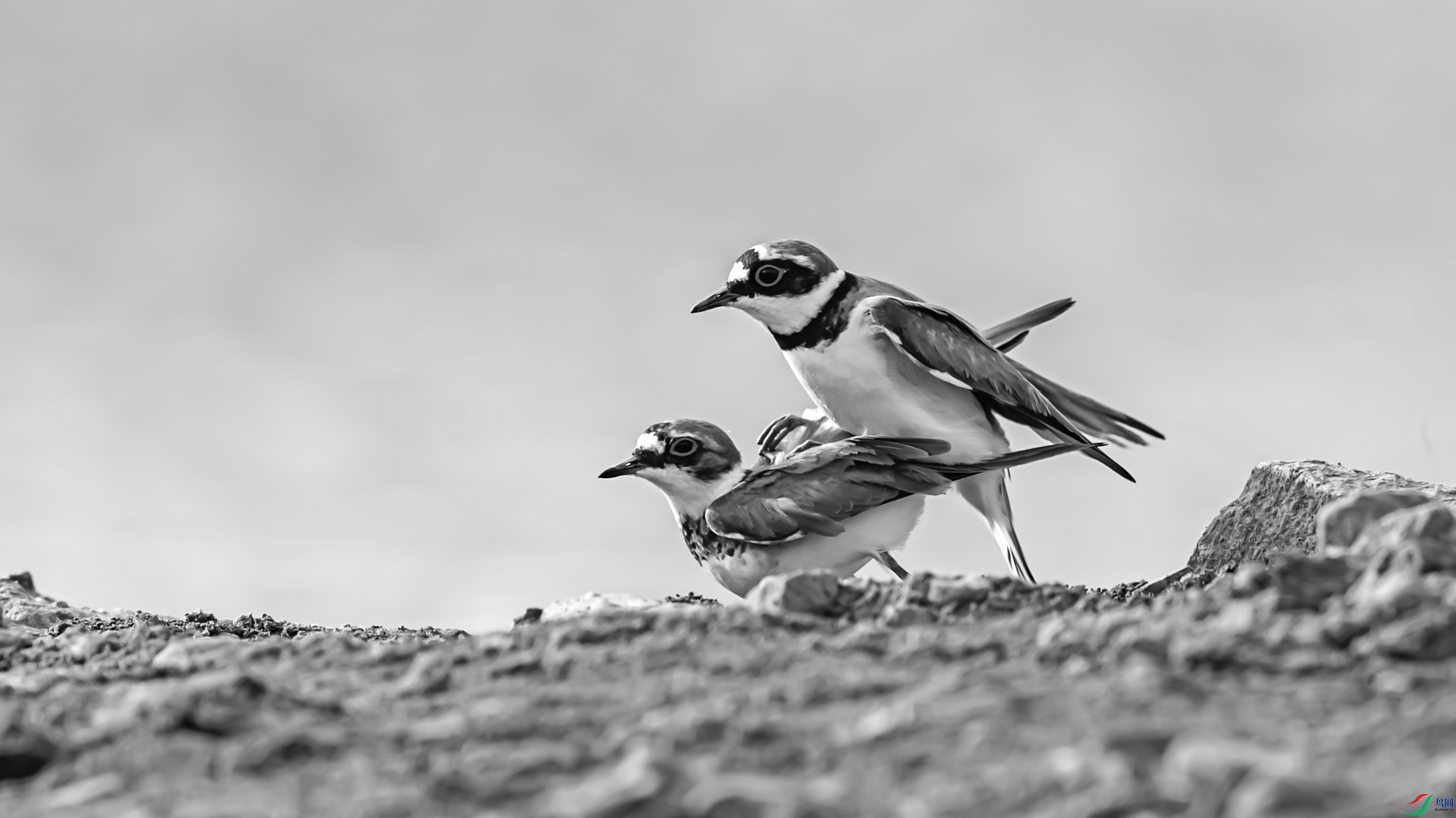 6556-2 ����.jpg