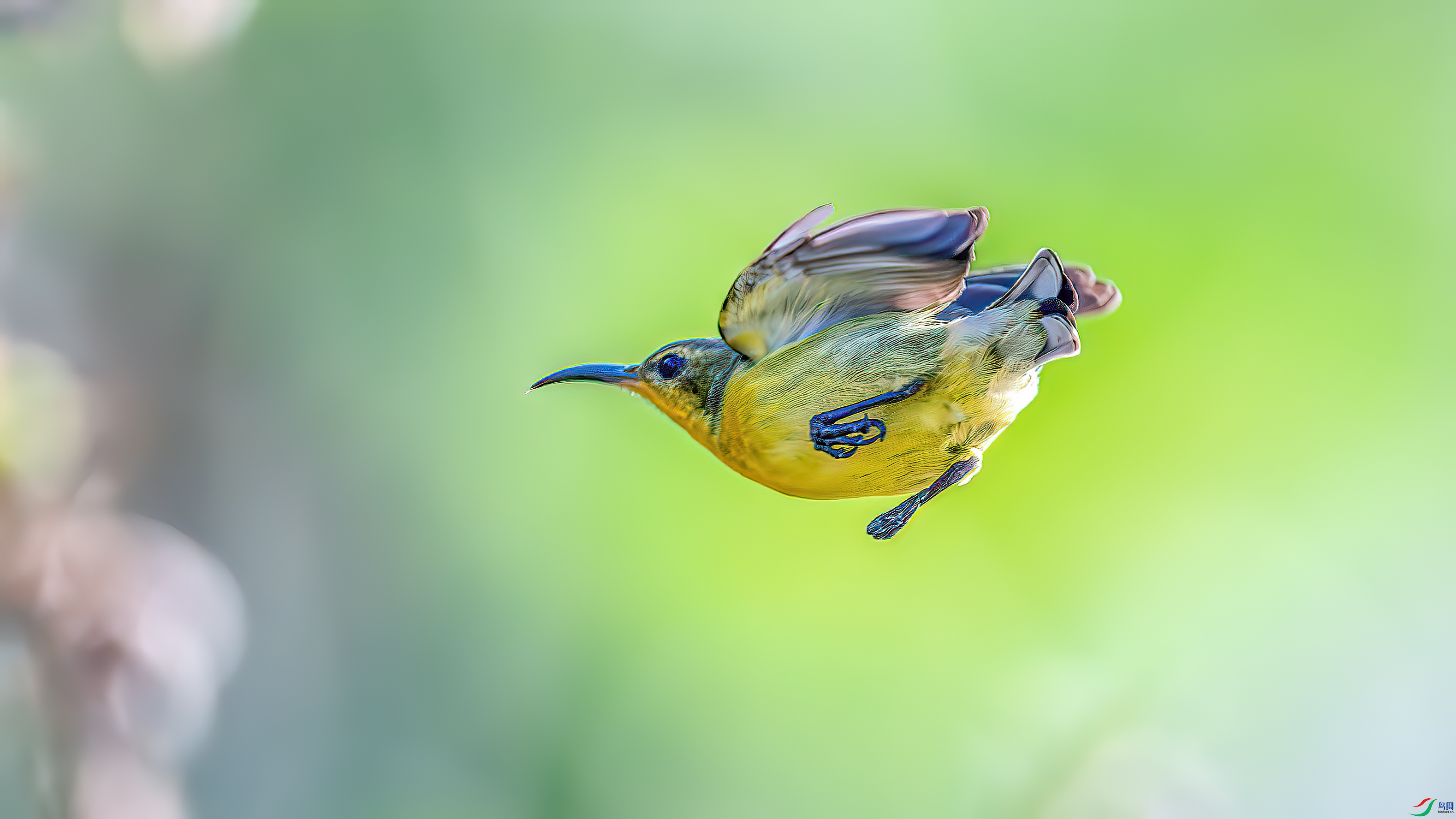aaaDSC_1806-����ǿ-NR.jpg
