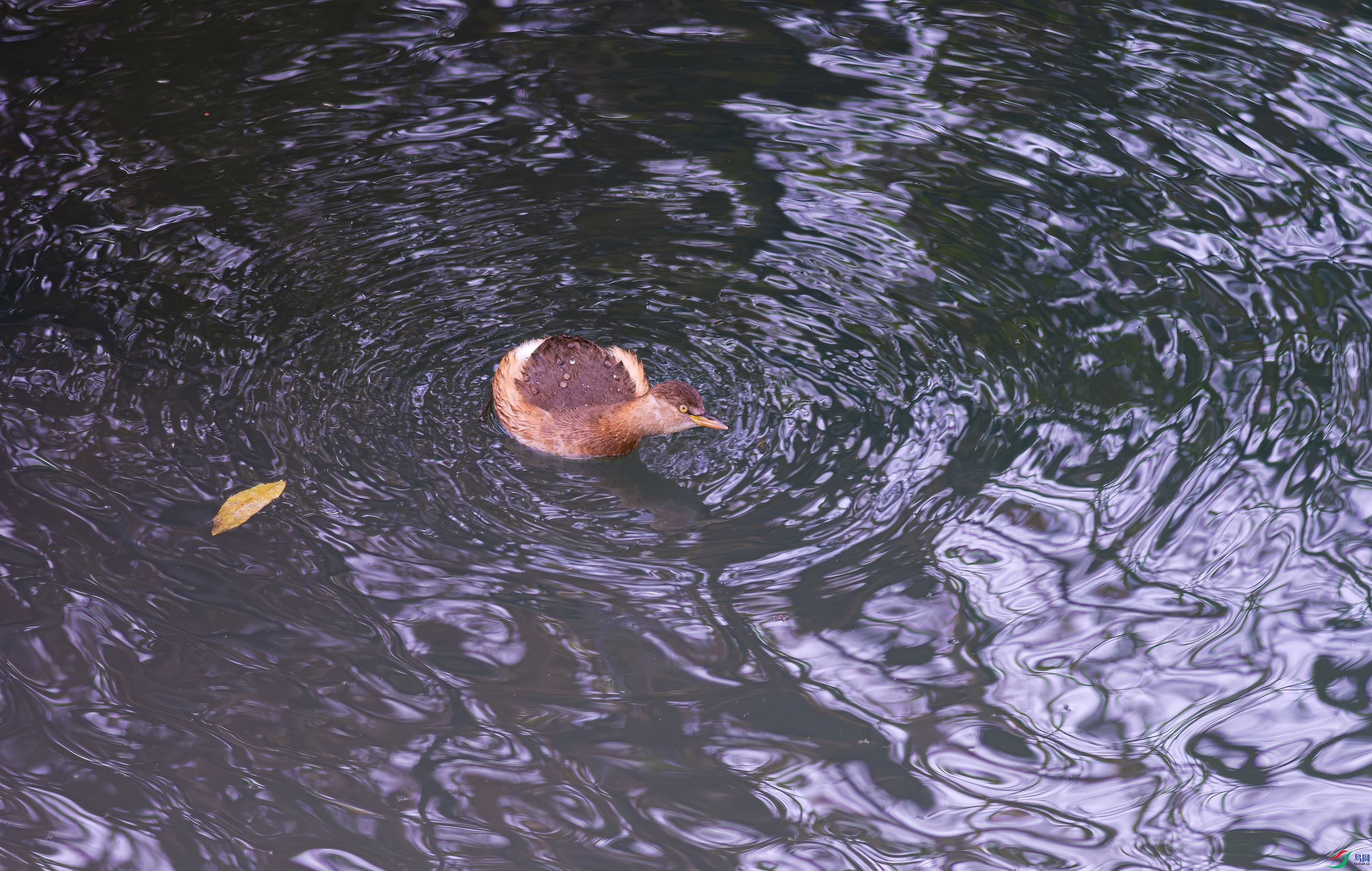 DSCF0423-1.jpg