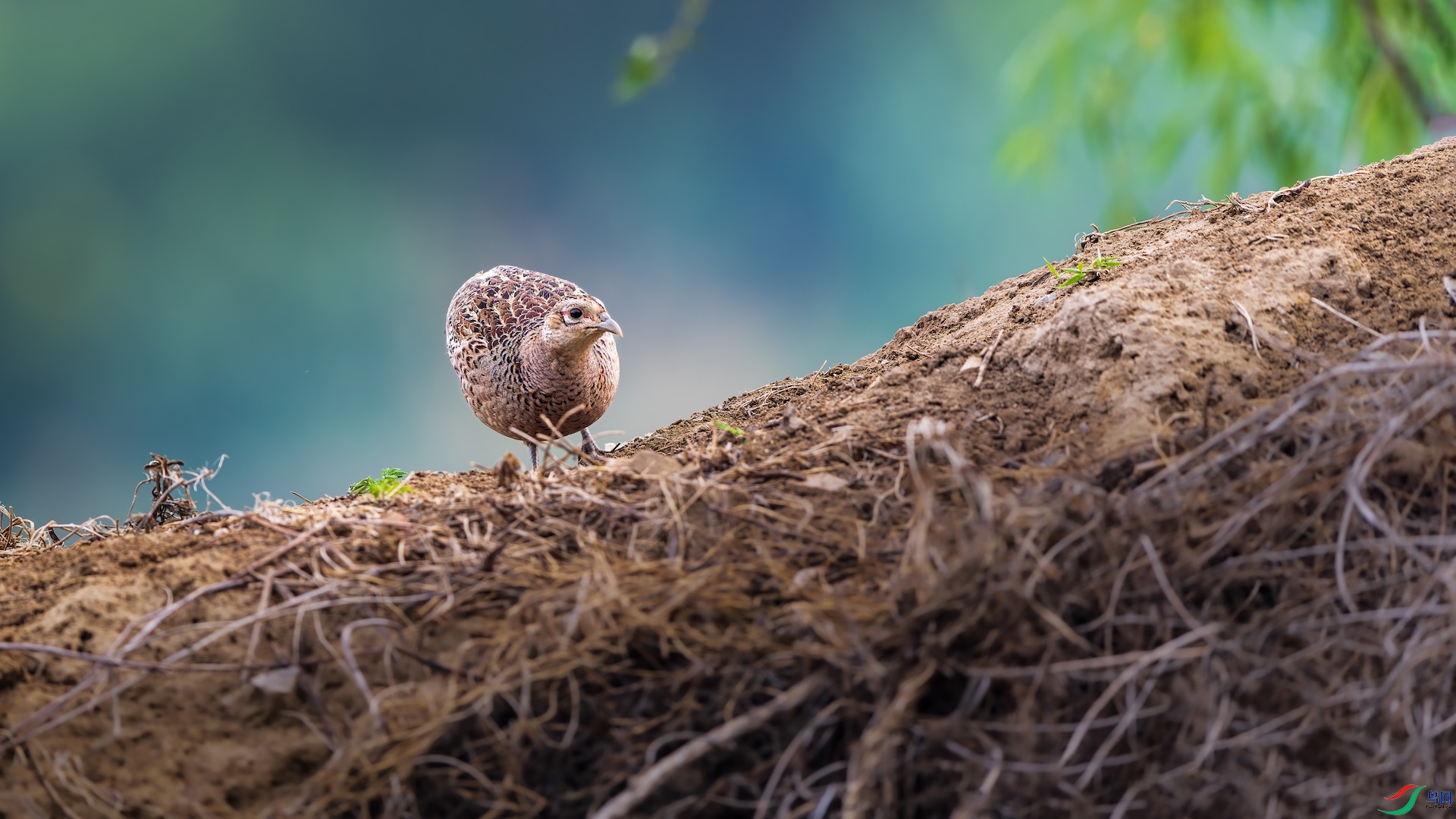 1_XXI2747-����ǿ-NR ����.jpeg